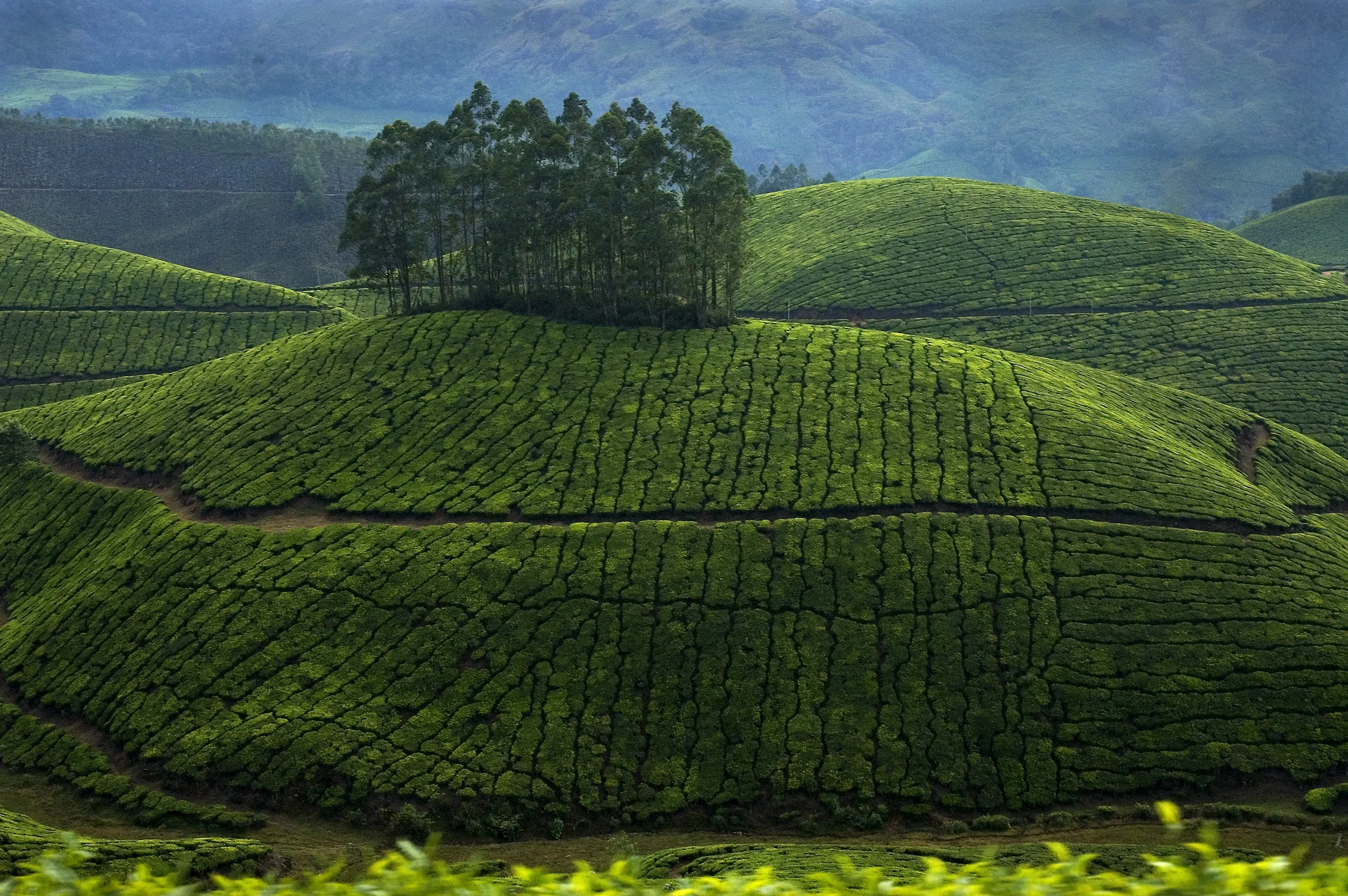 Tea landscape
