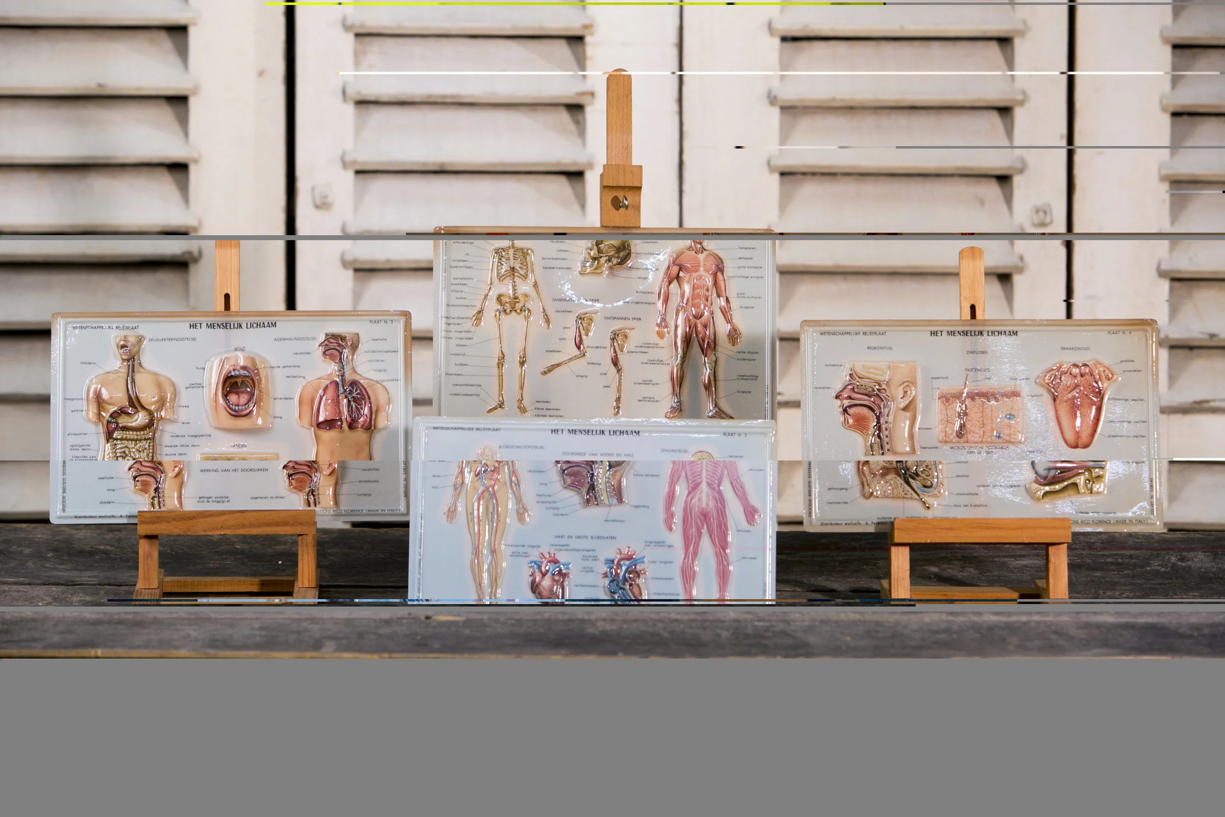 Unusual Belgian Anatomy Diagrams
