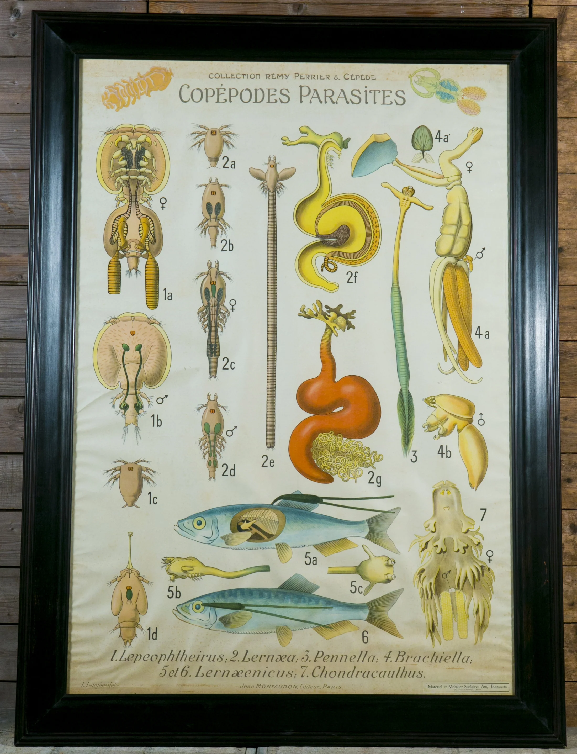 Vintage Framed Parasite Chart by Remy Perrier