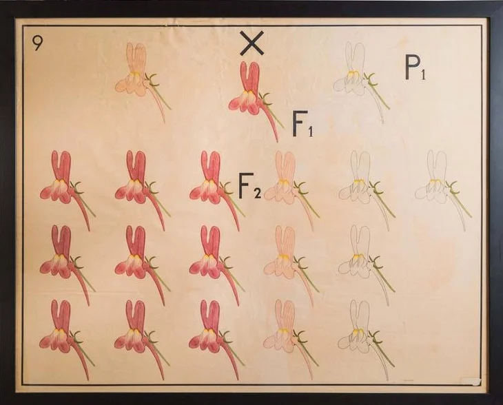 Vintage Sweet Pea Genetics Chart