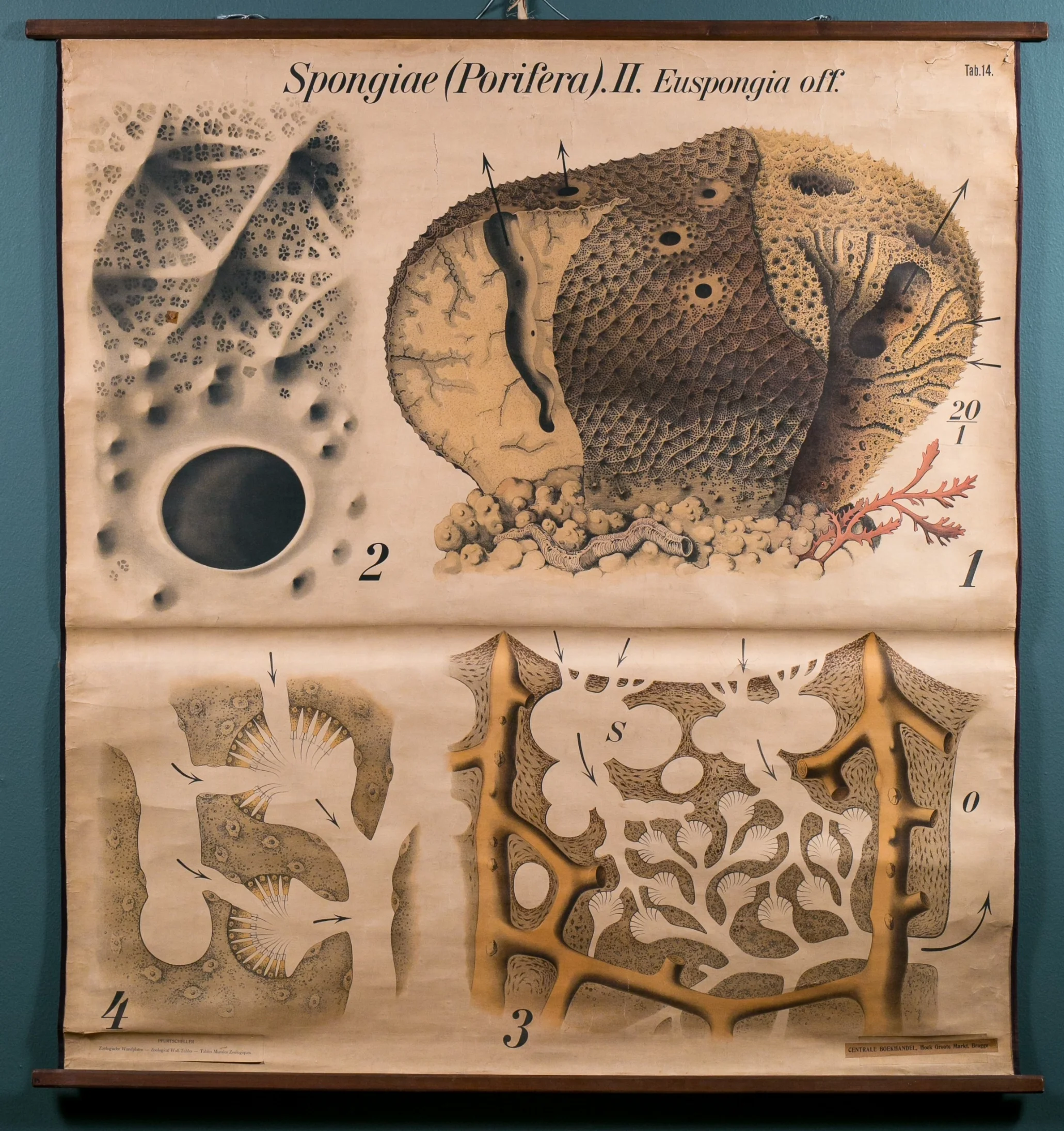 "Spongiae" Vintage Chart