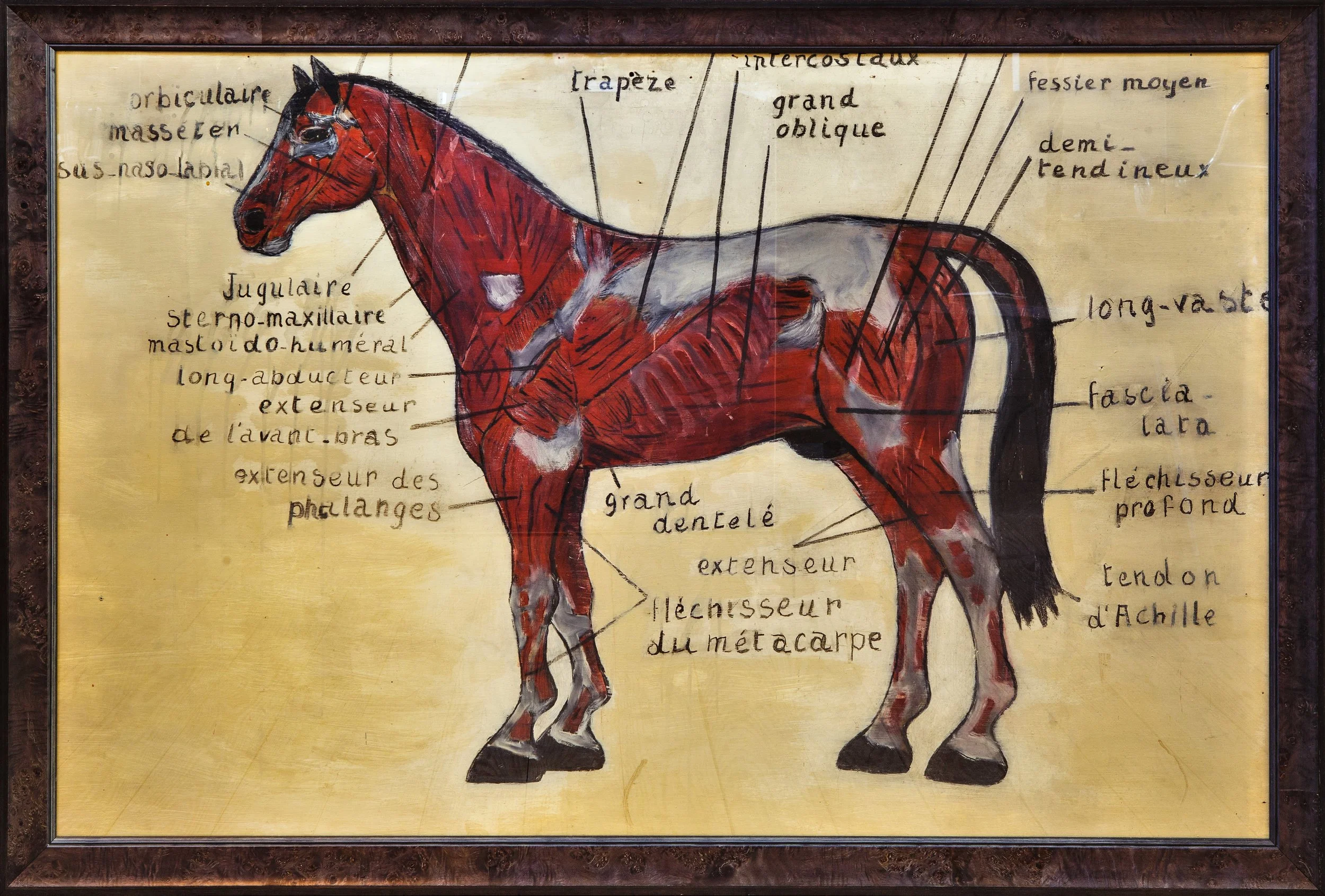 Large Hand-Painted Diagram of Horse in French, circa 1930