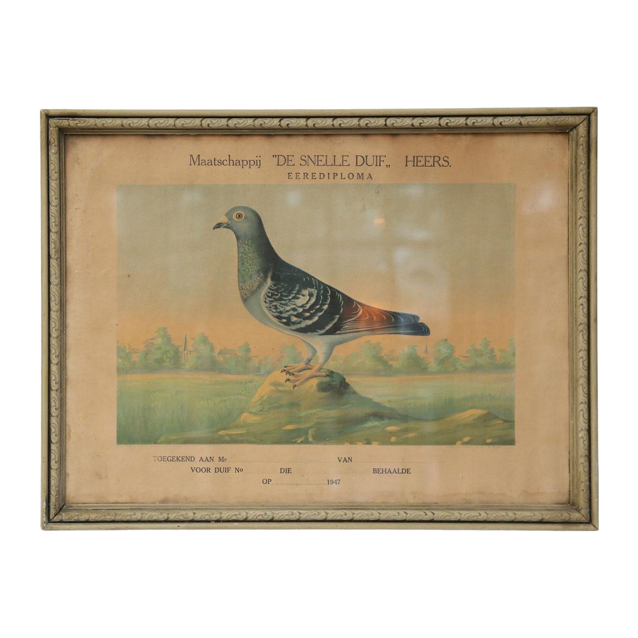 Belgian Colored Framed Pigeon Engraving