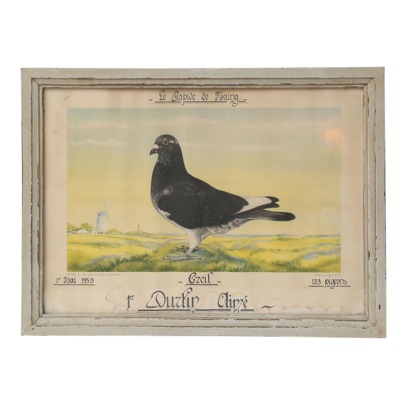 Belgian Colored Framed Pigeon Engraving