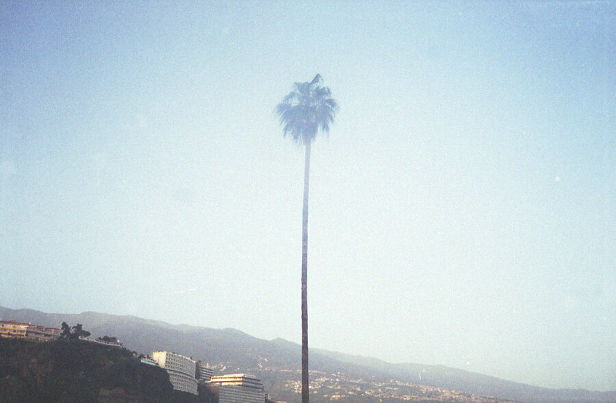 palm_trees051_edit_web.jpg