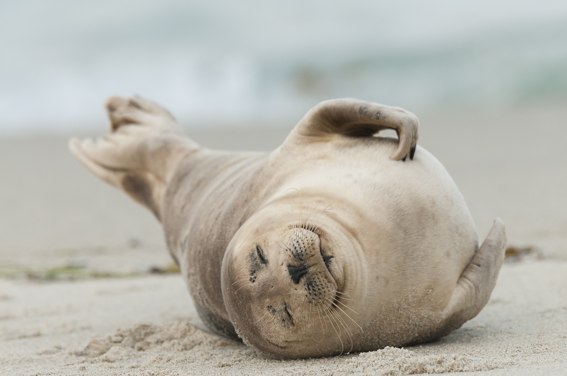 Harbor seal sleeping