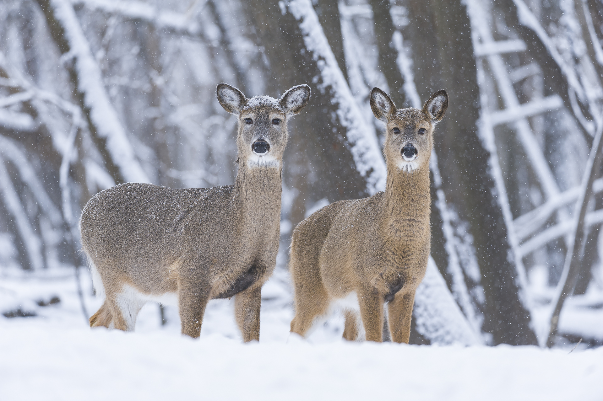 Doe and fawn in late autumn snow fall