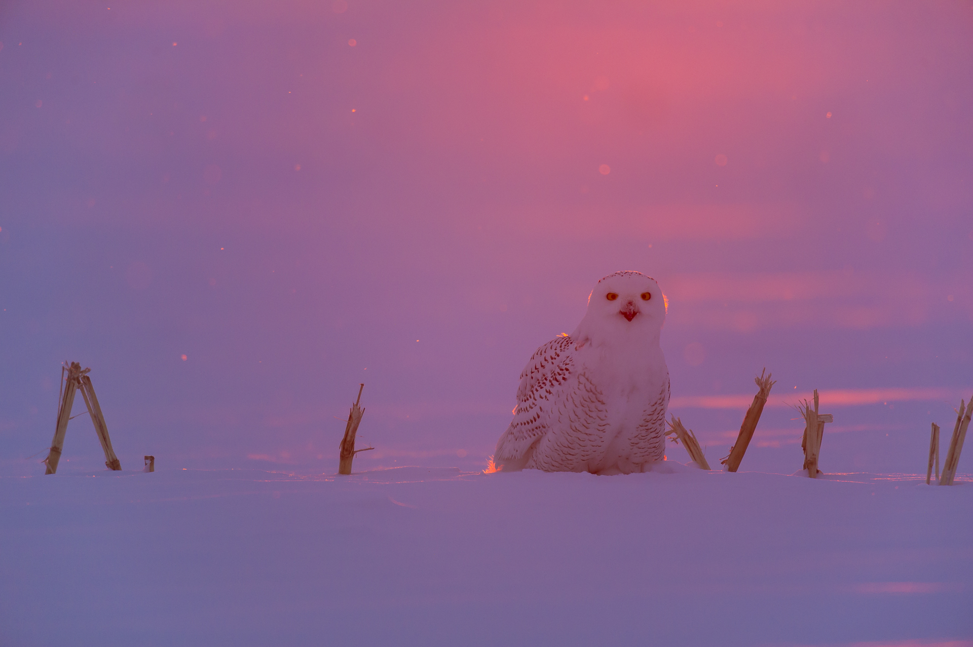 Last light: snowy owl