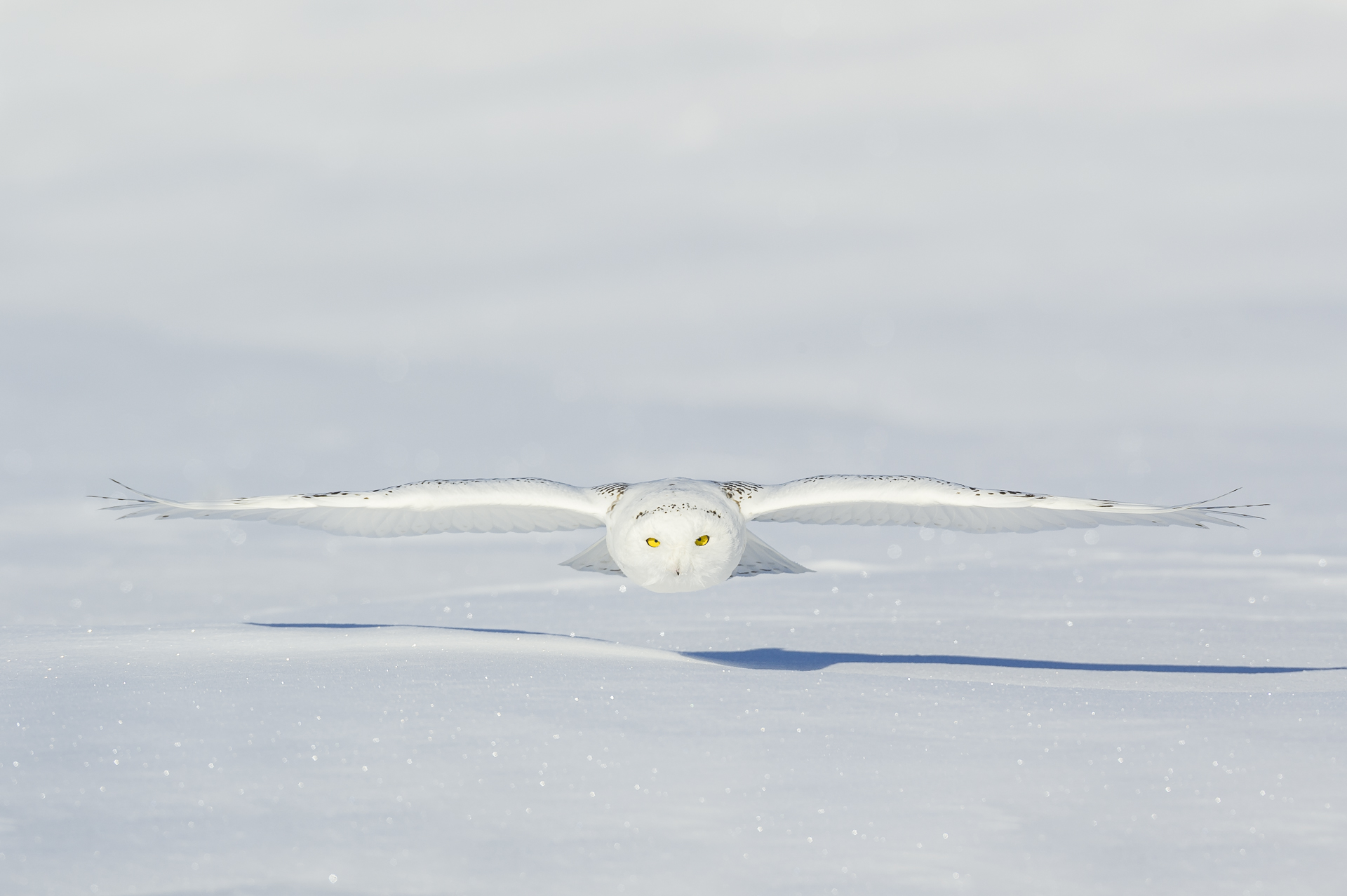 Flying under the radar: snowy owl