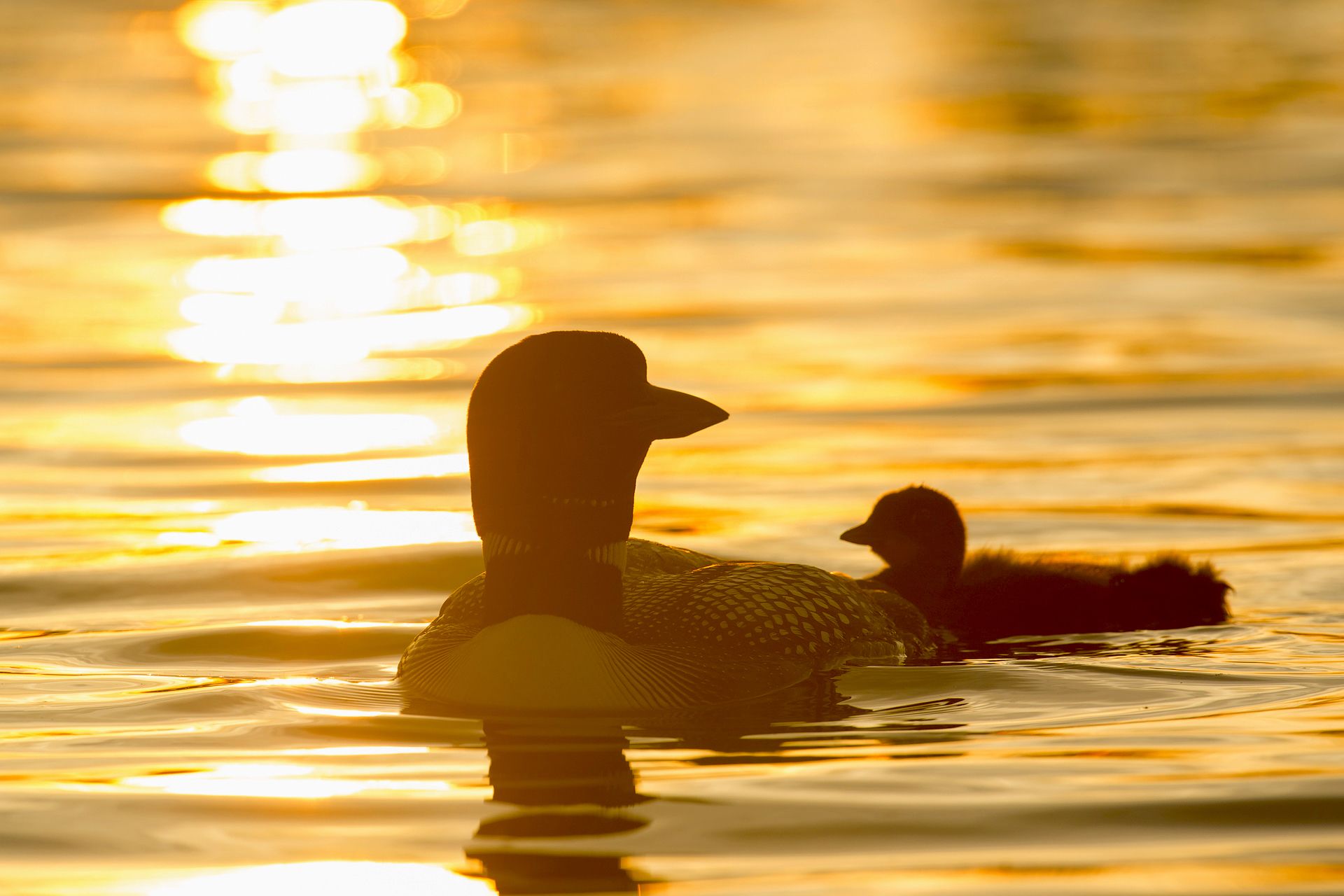 Loon and baby