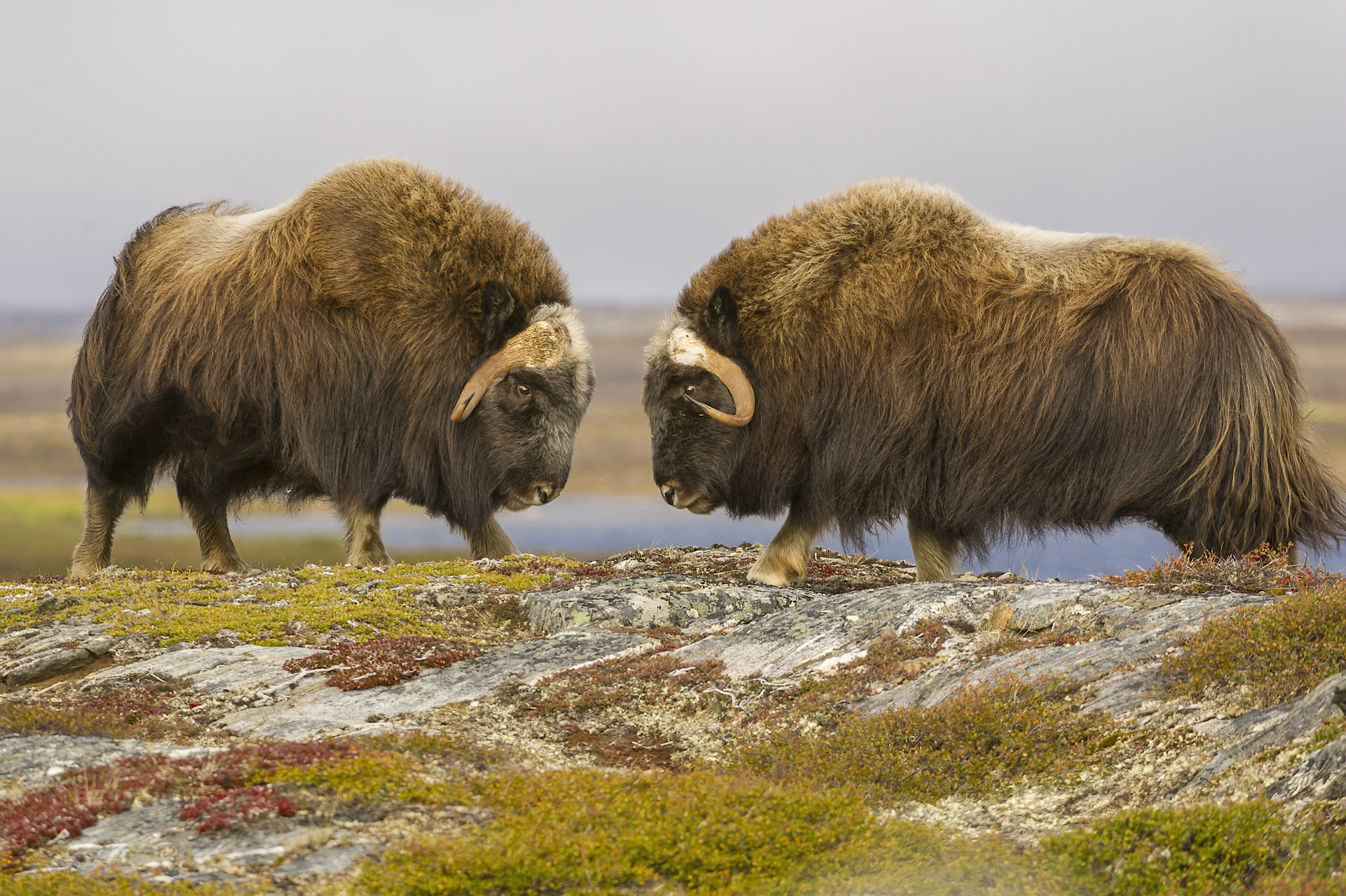Head-butting muskoxen. Nunavik, northern Quebec