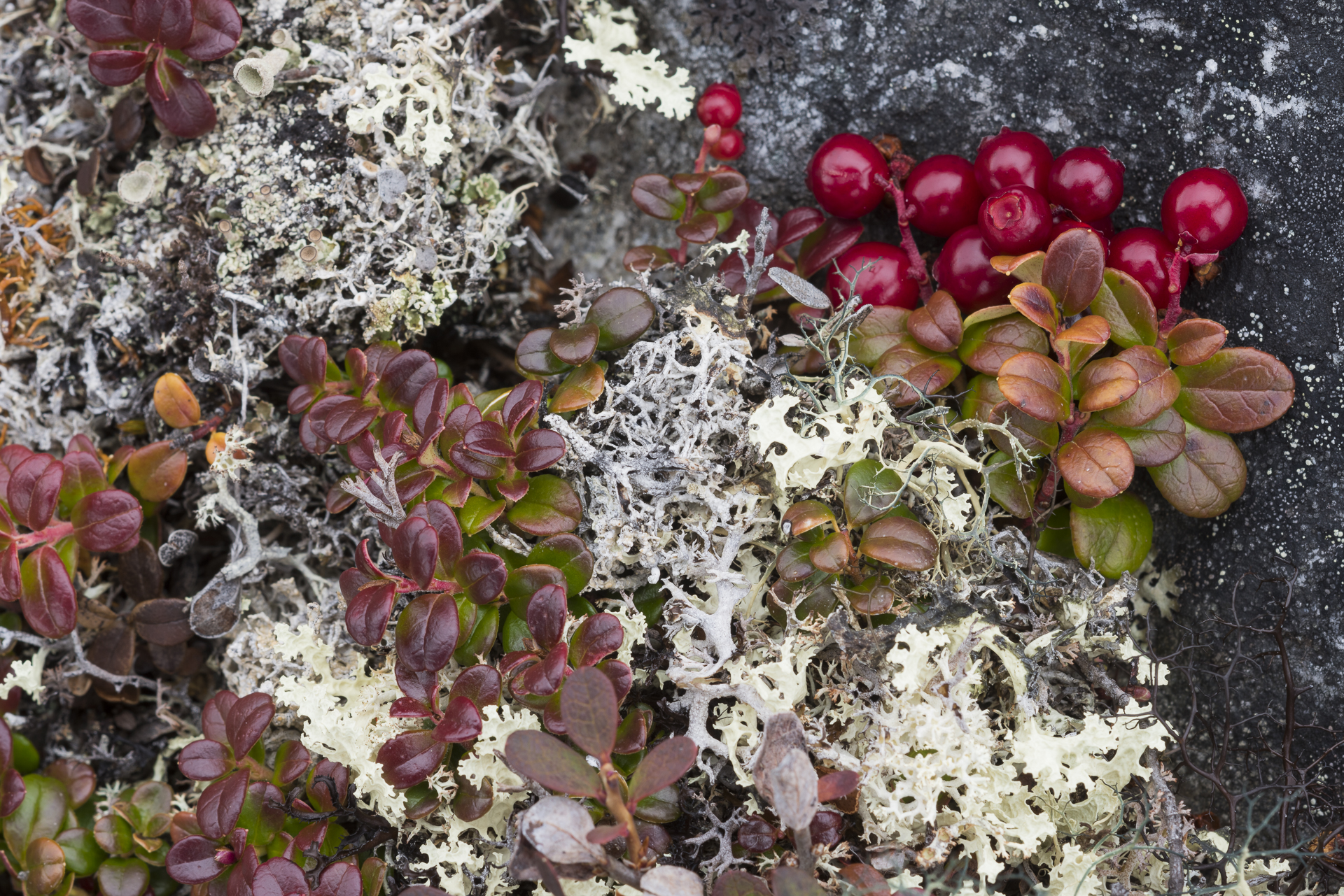 Lichen and wild cranberries. Nunavik region, Canada