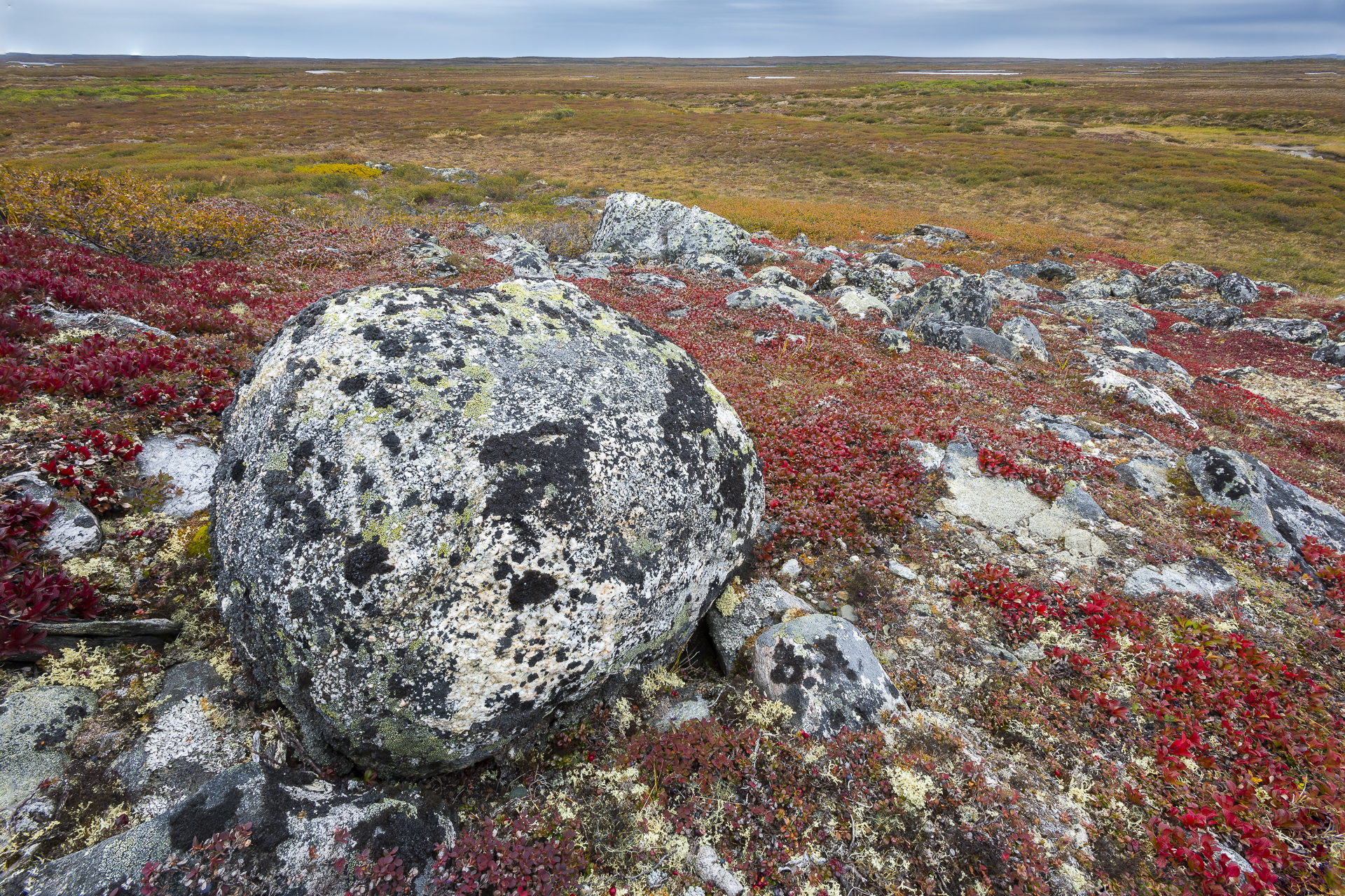 Glacial boulder on Arctic tundra: northern Quebec