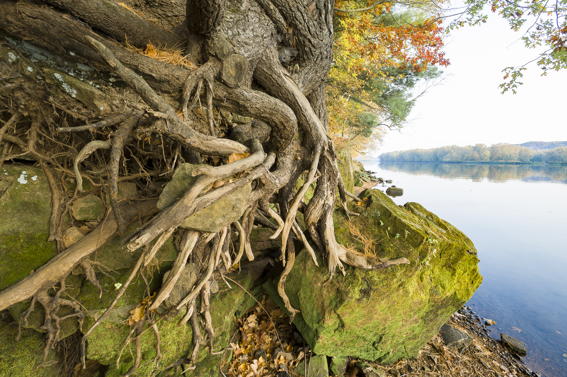 White pine roots: St. Croix River 
