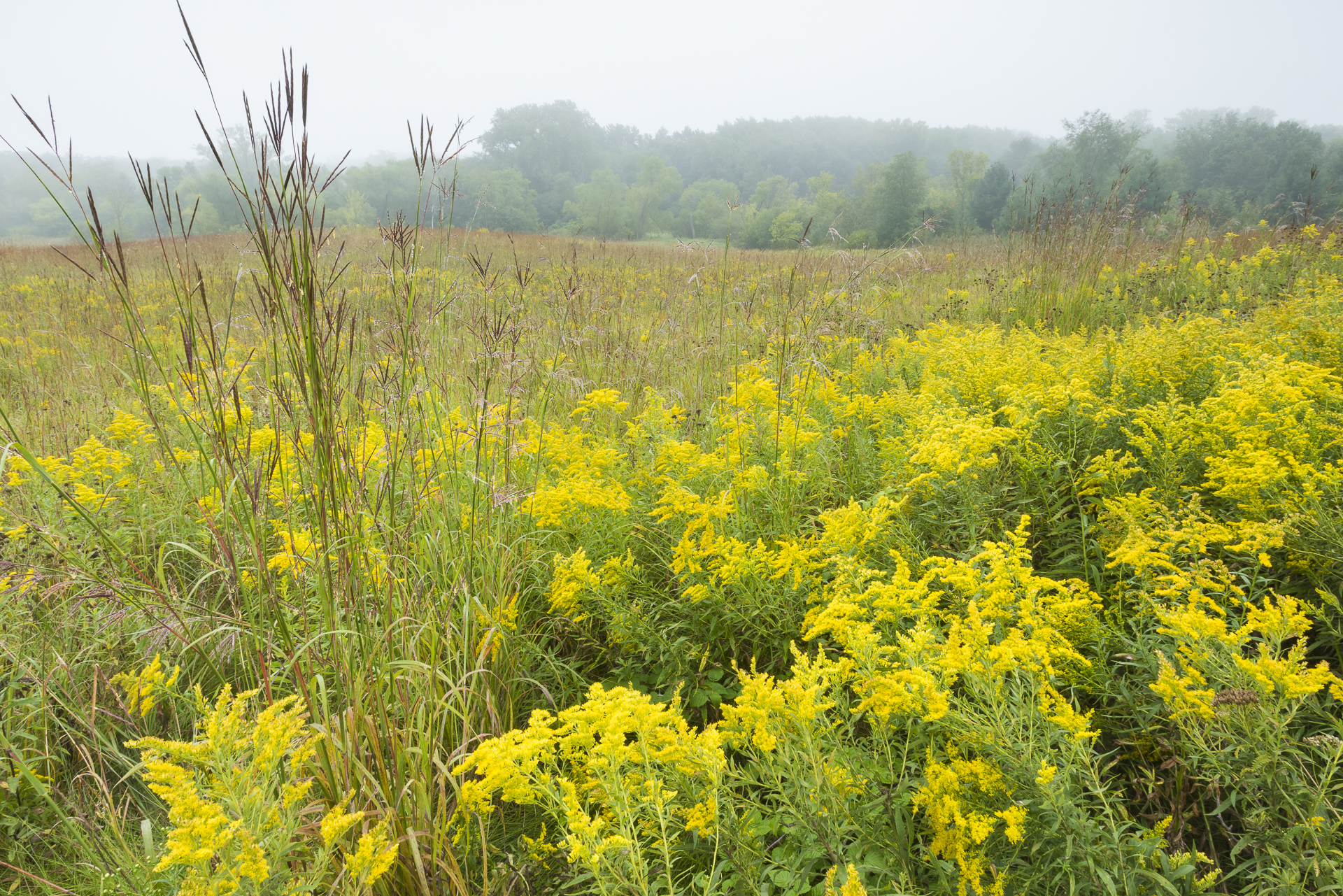 Goldenrods, Dakota County