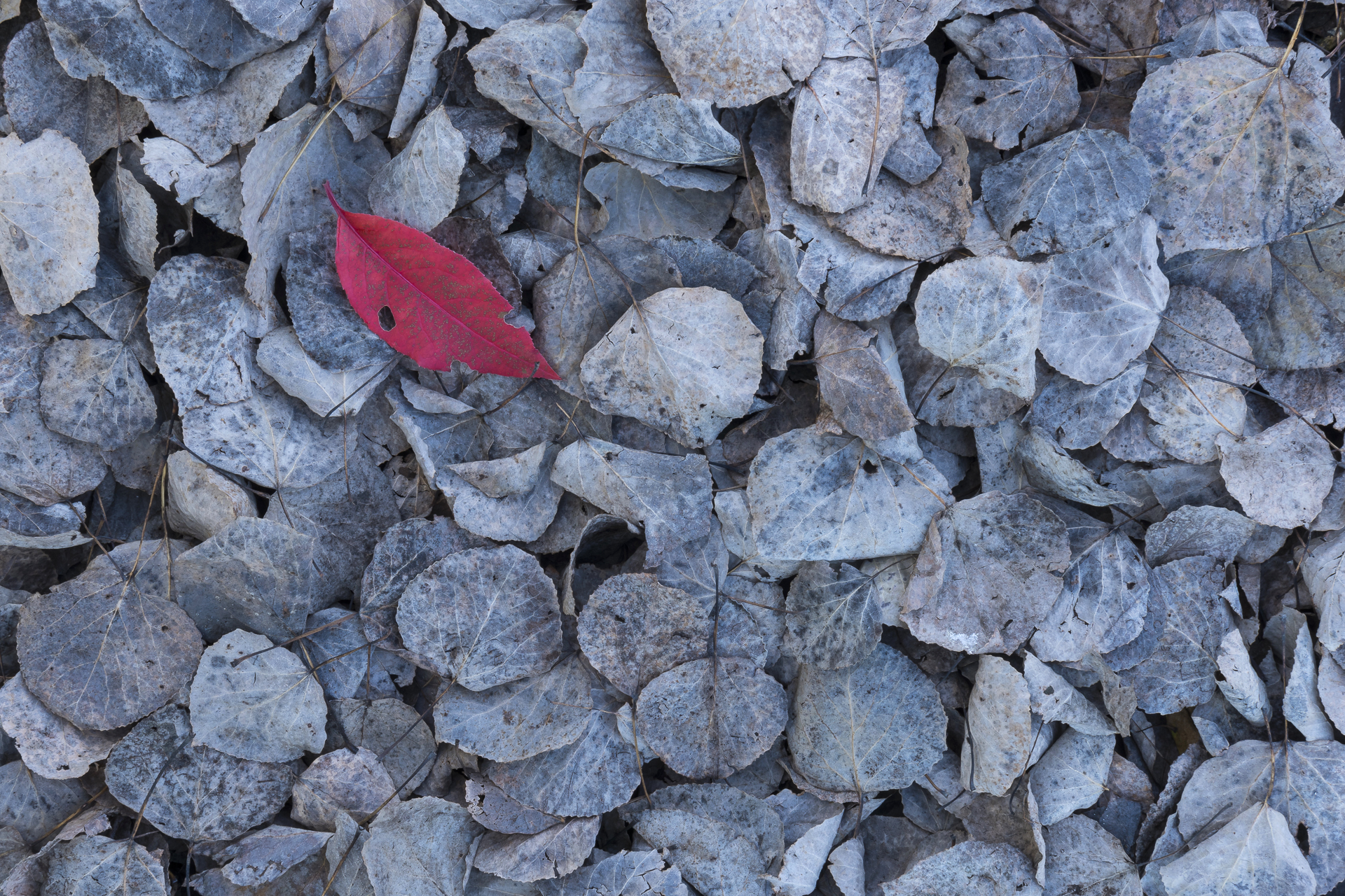 Red leaf on fallen aspen leaves