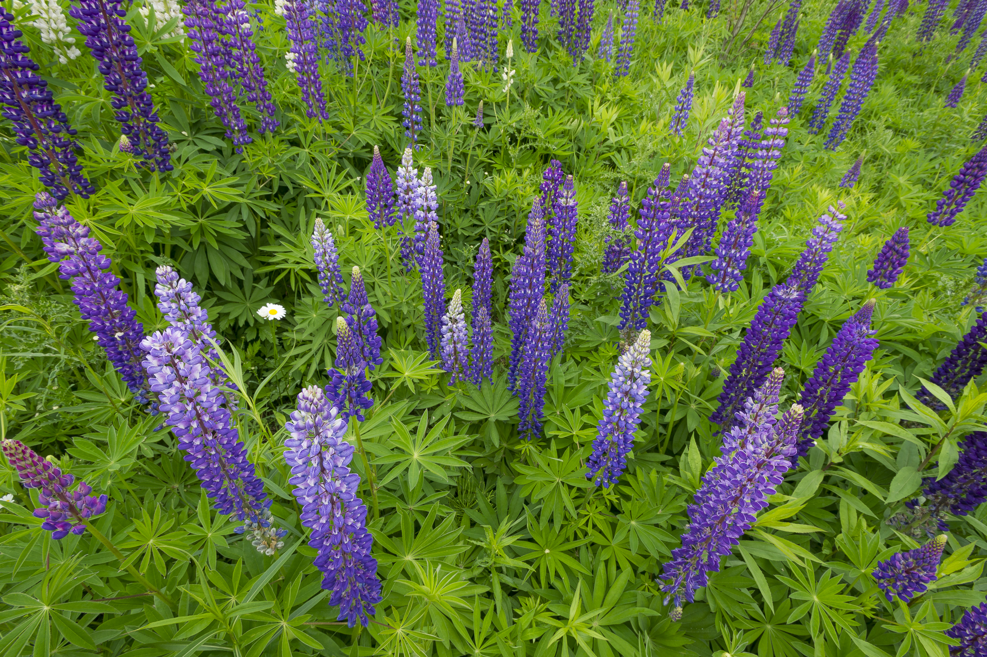 Lupines