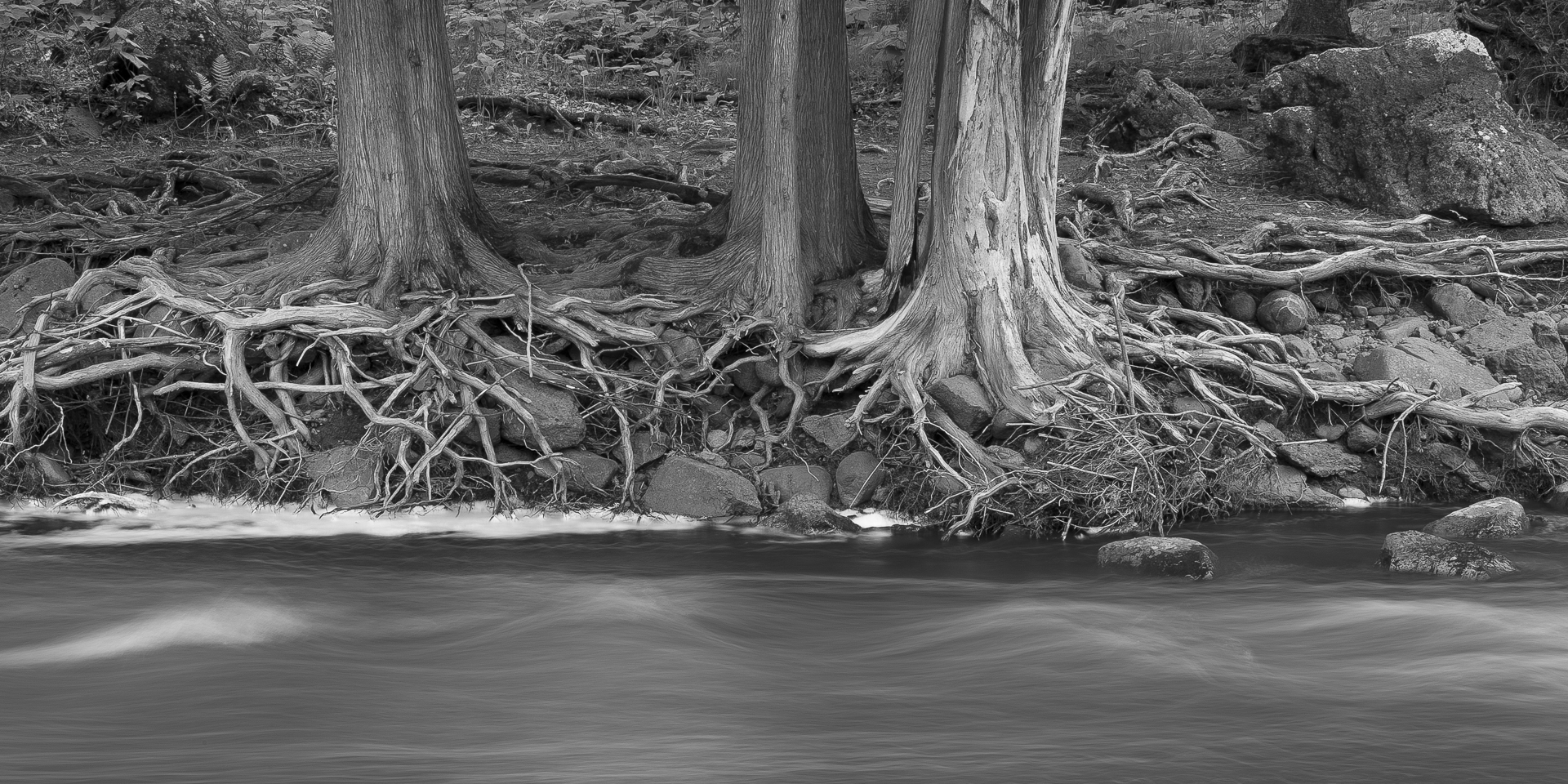 Exposed eastern white cedar roots: Gooseberry River