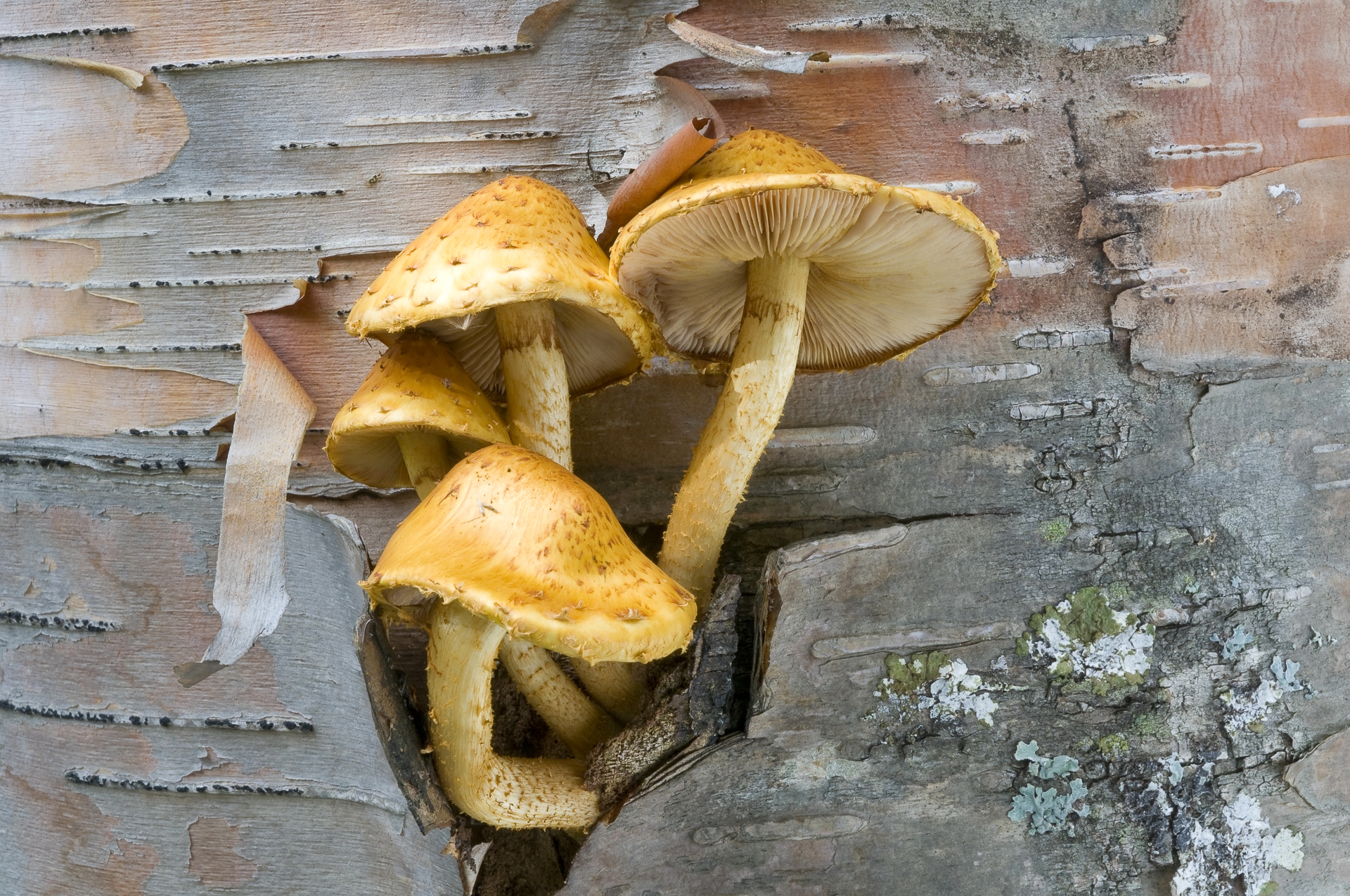 Pholiota mushrooms growing on birch