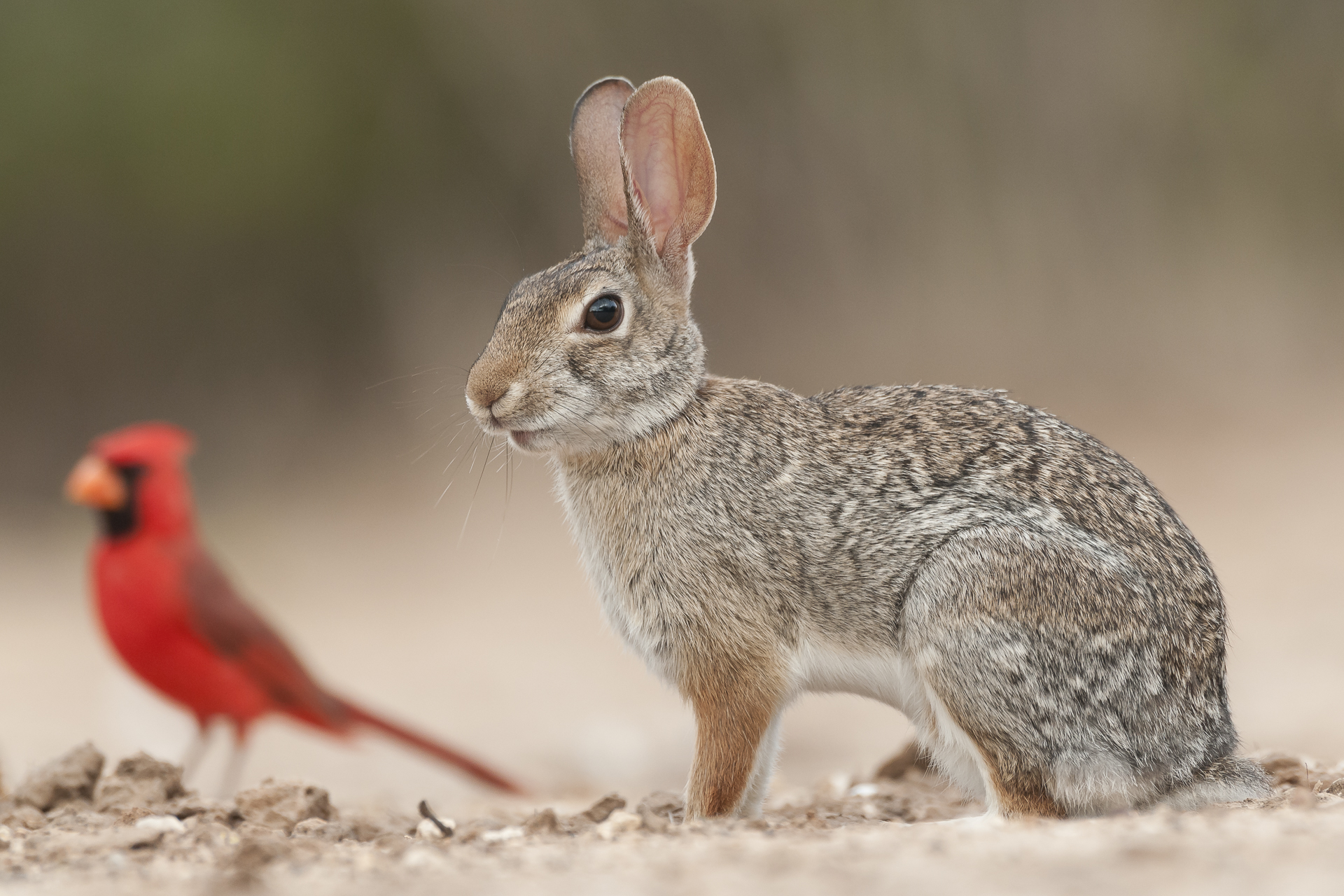 Cottontail and cardinal