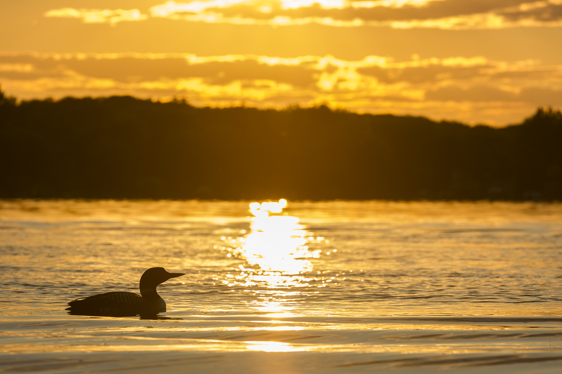 Loon sunset