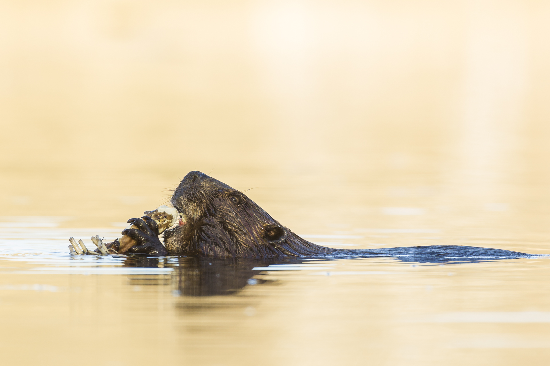 Beaver eating water lily tuber