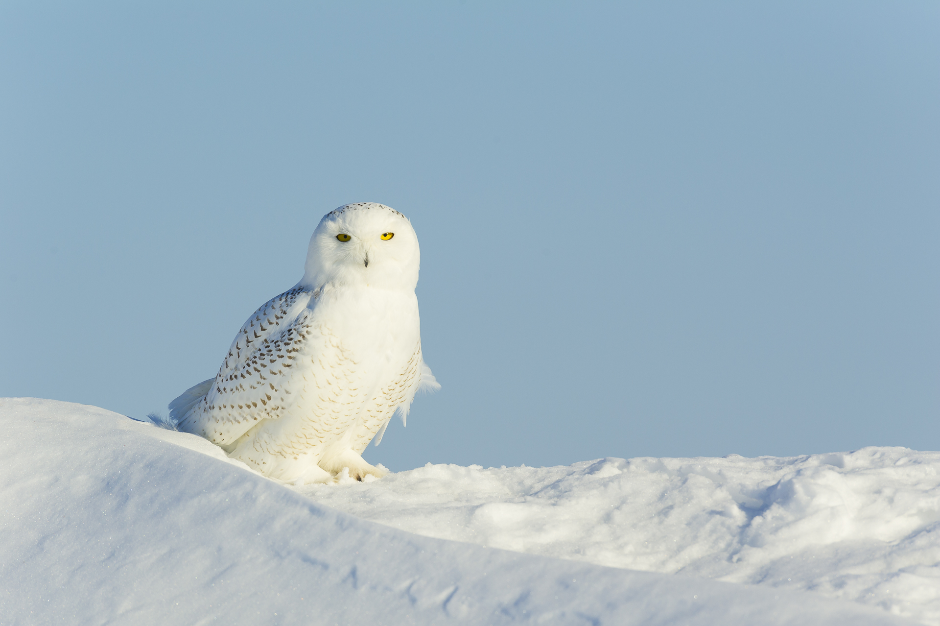 Lone hunter: snowy owl