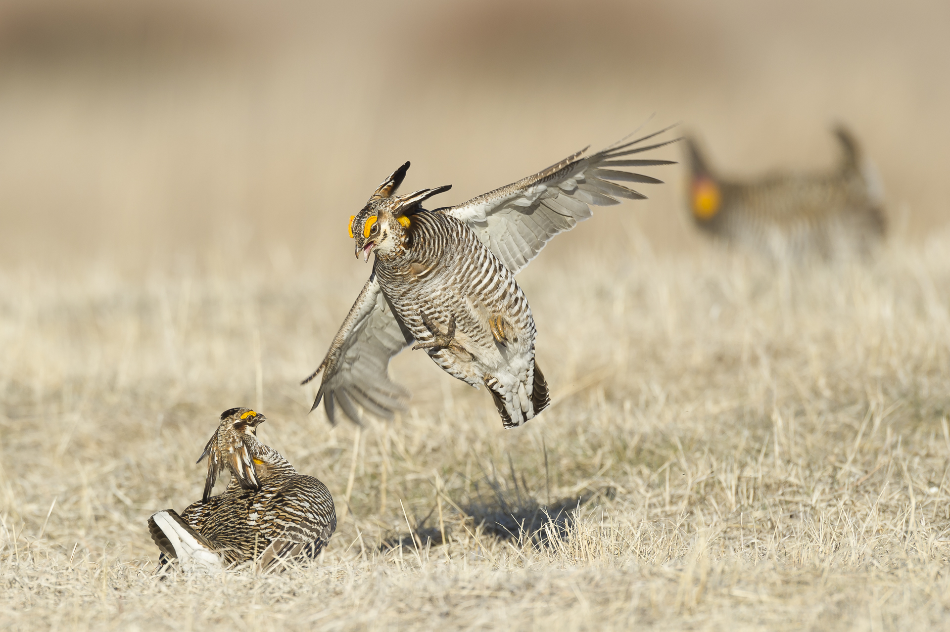 Cock fight: greater prairie chickens