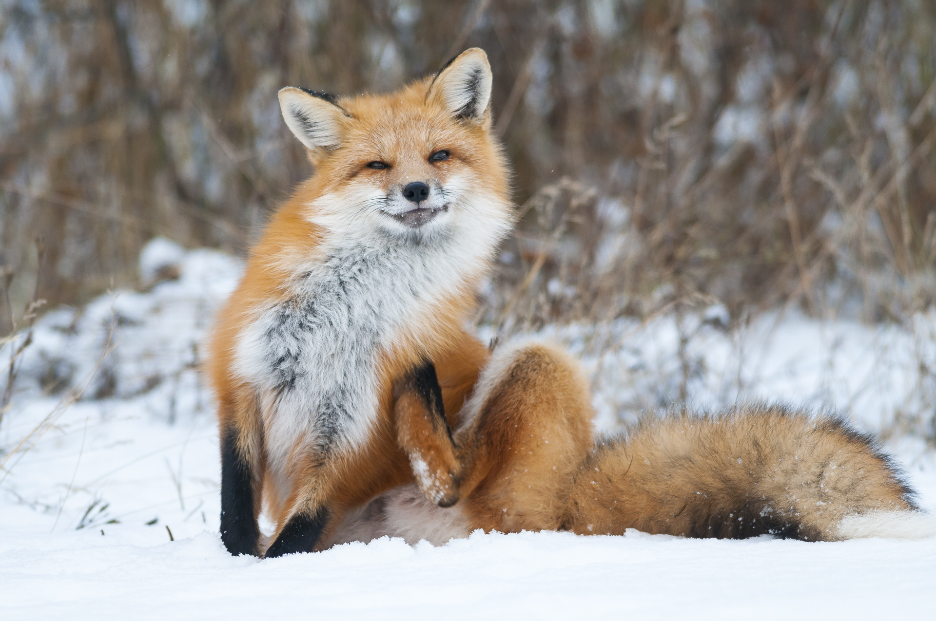 Red Fox