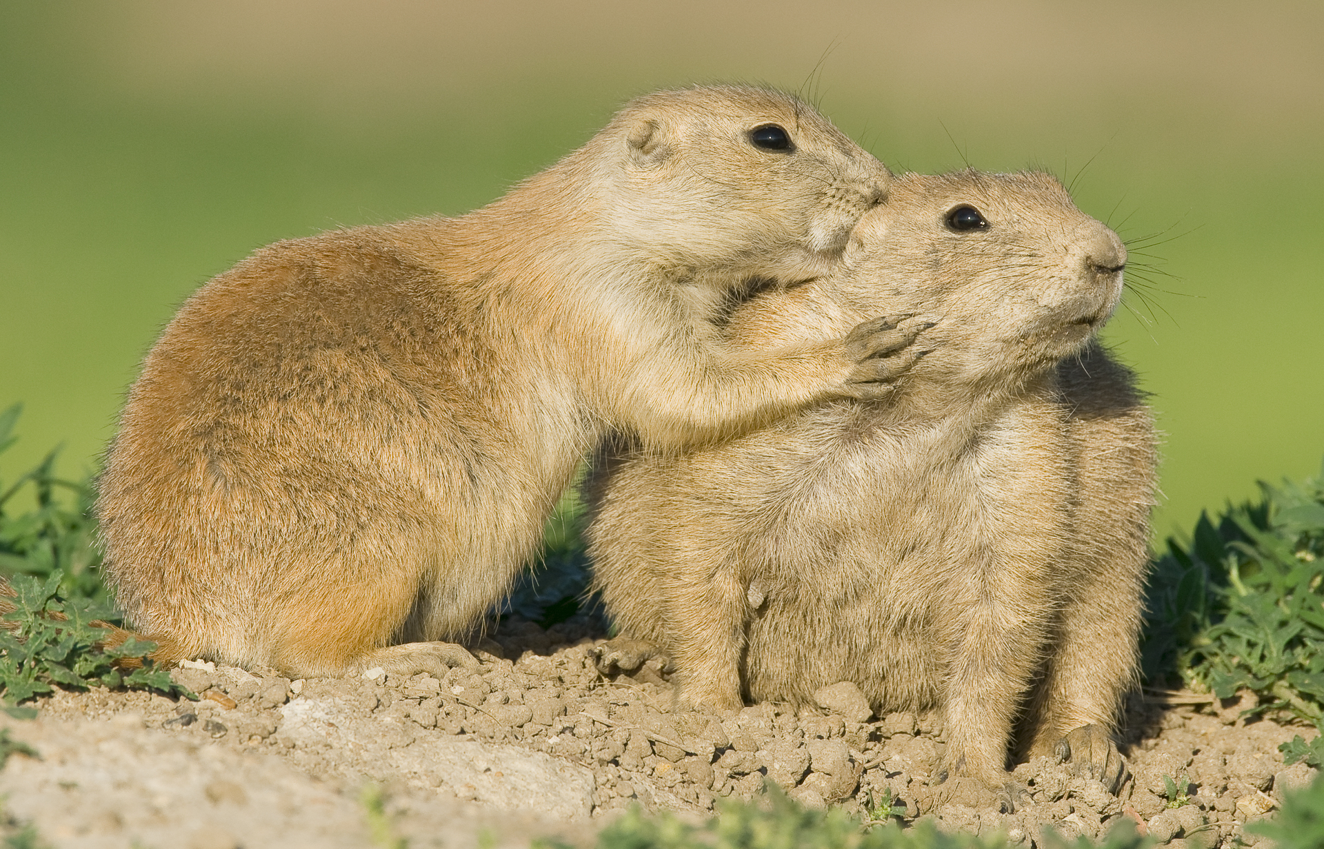 Prairie dogs grooming each other