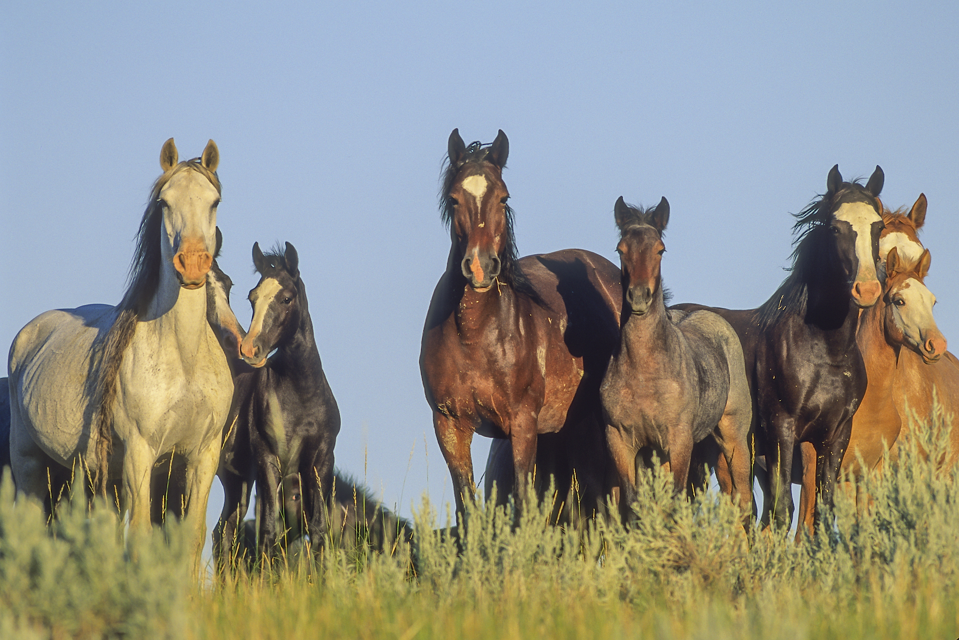 Wild horses