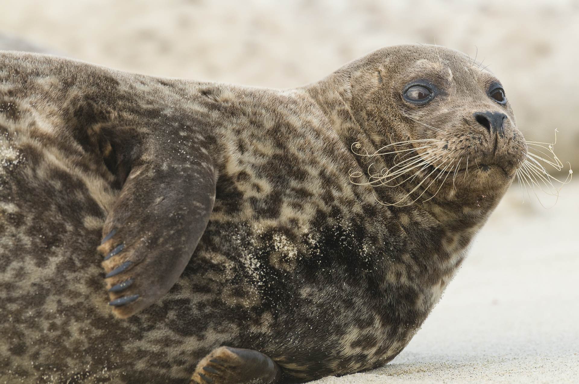 Harbor seal, La Jolla, CA.