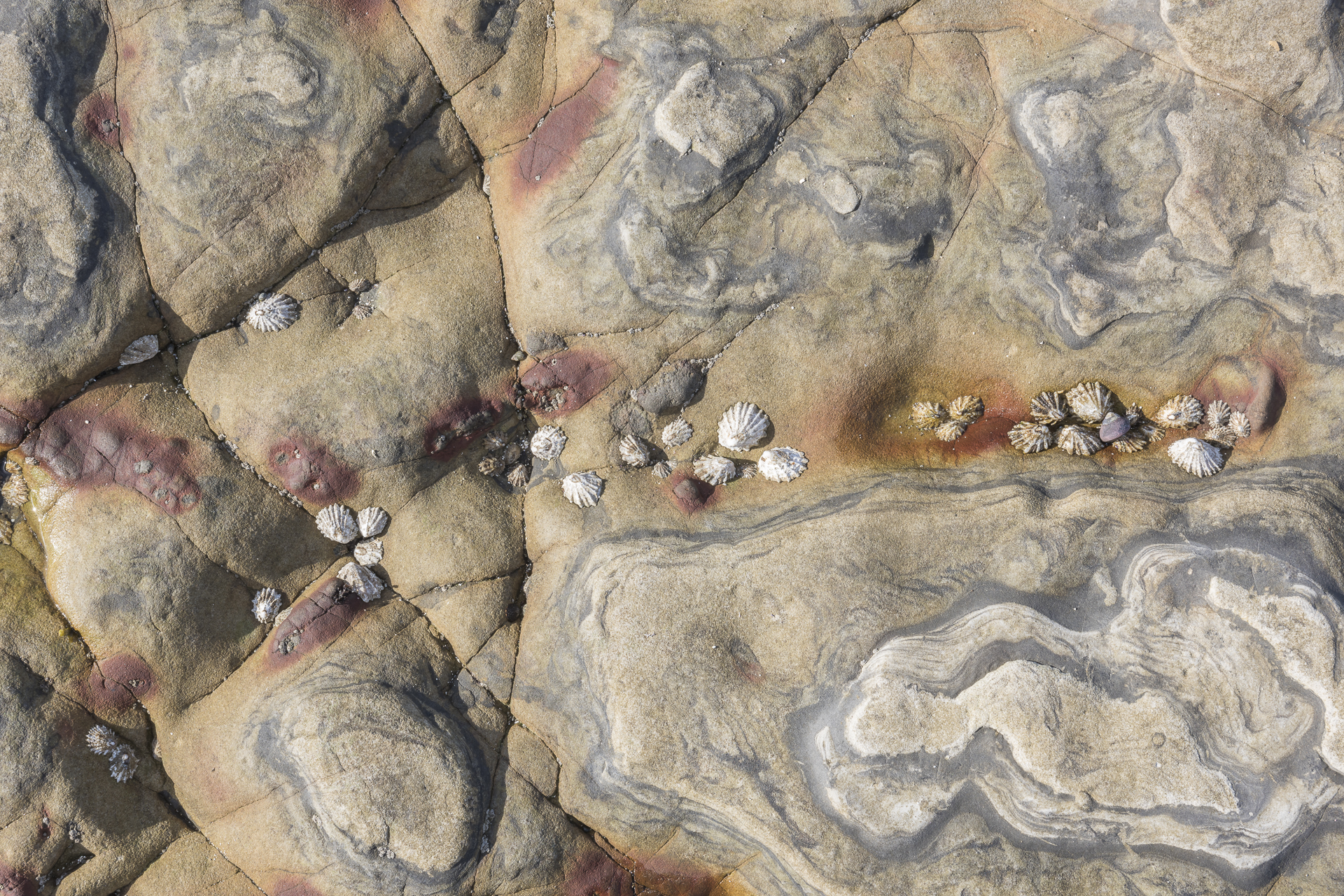 Barnacles on sedimentary rock. Pt. Lobos, CA.