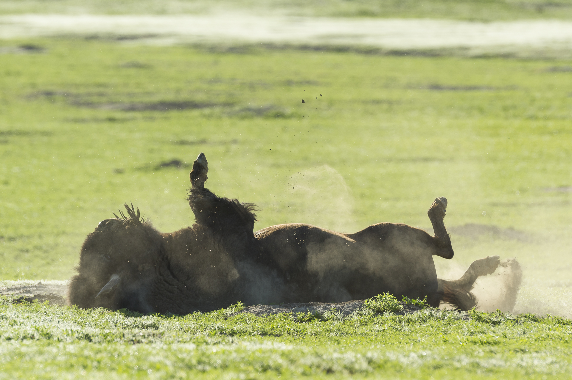 Bull bison dust bathing