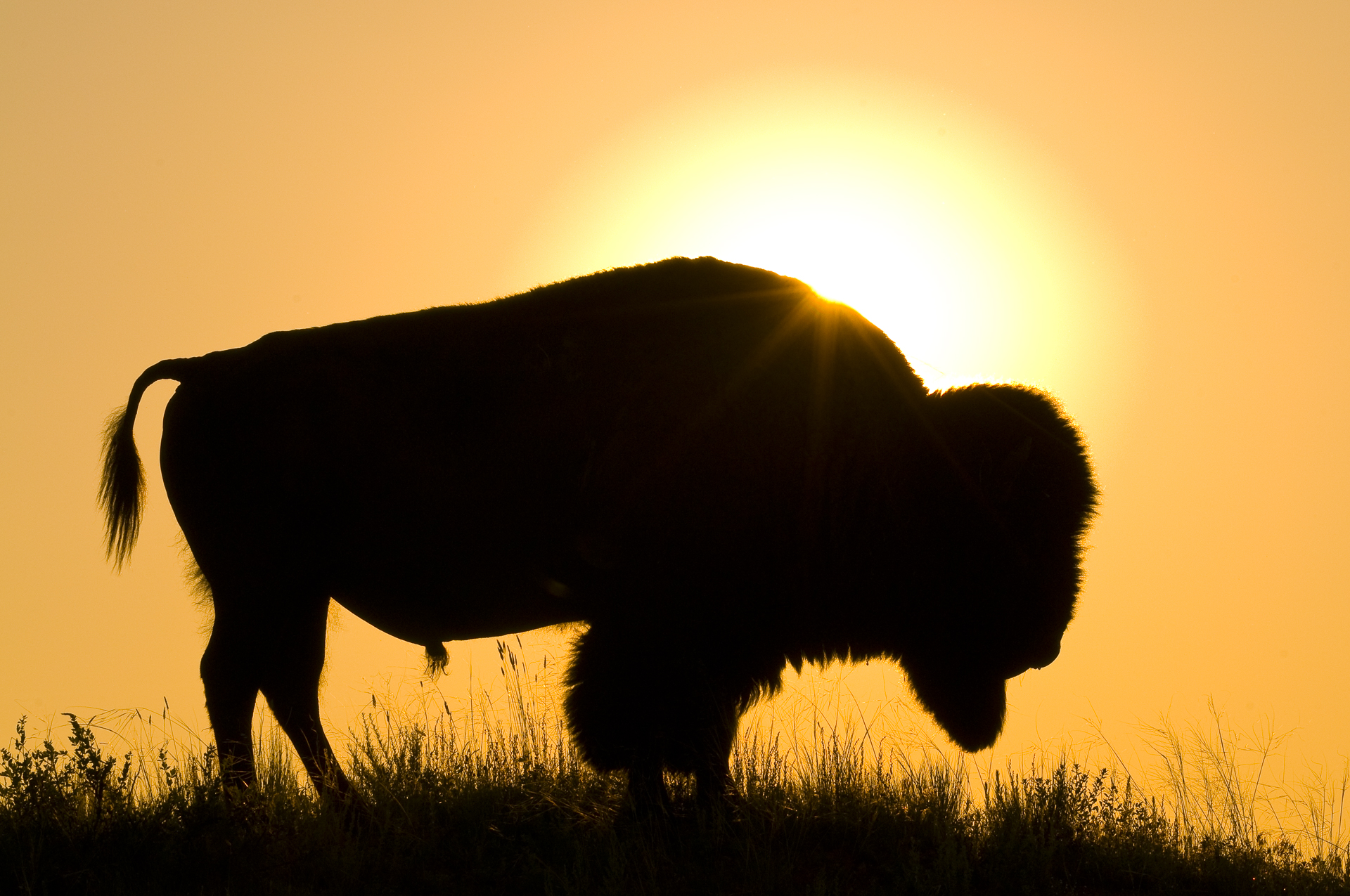Iconic Wild West: bull bison