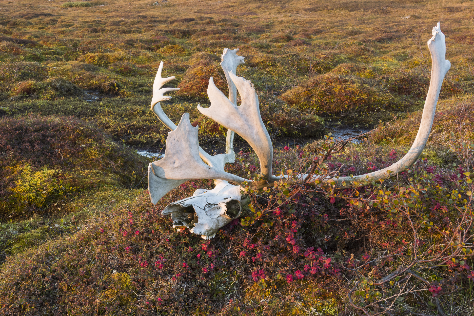 Caribou skull: Nunavik region, northern Quebec, Canada.