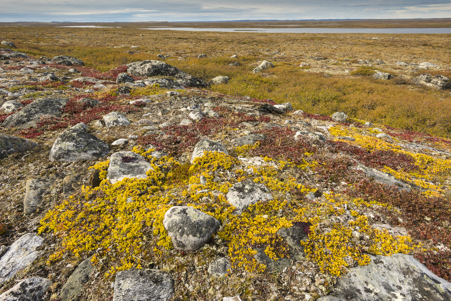 Arctic willows in fall colors: Nunavik region, Canada