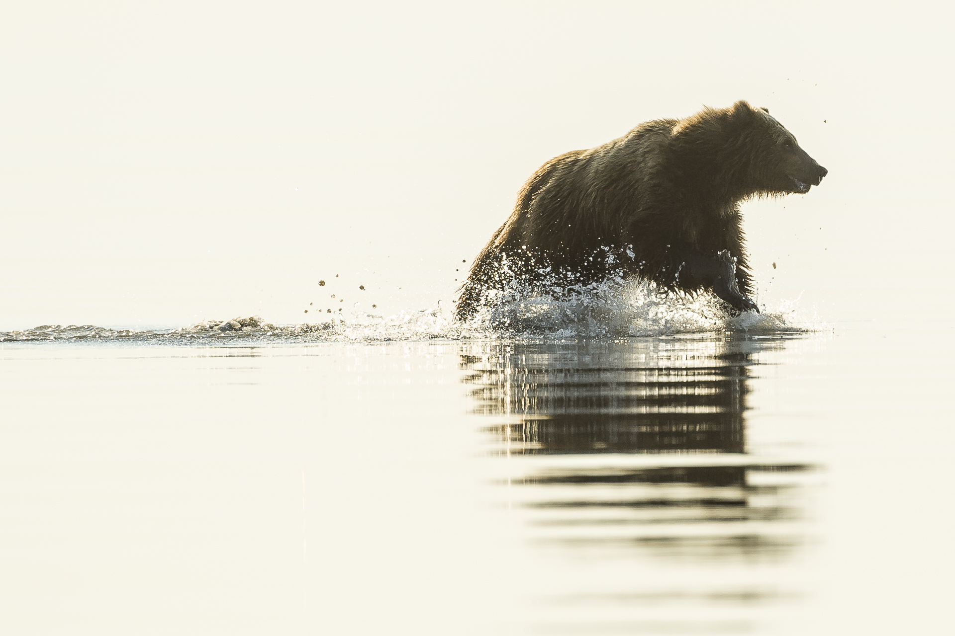 Brown bear running across tidal flat. Alaska.