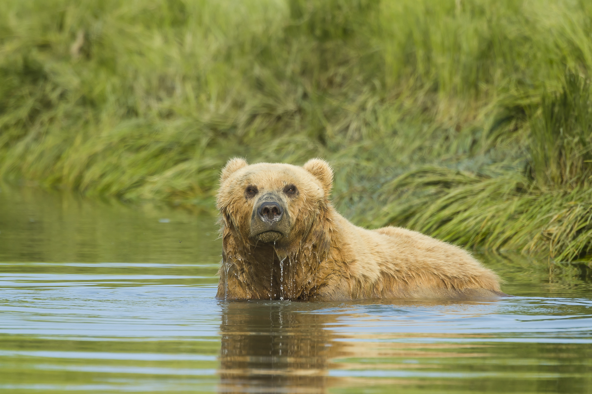 Brown bear bathing. Lake Clark national park, AK