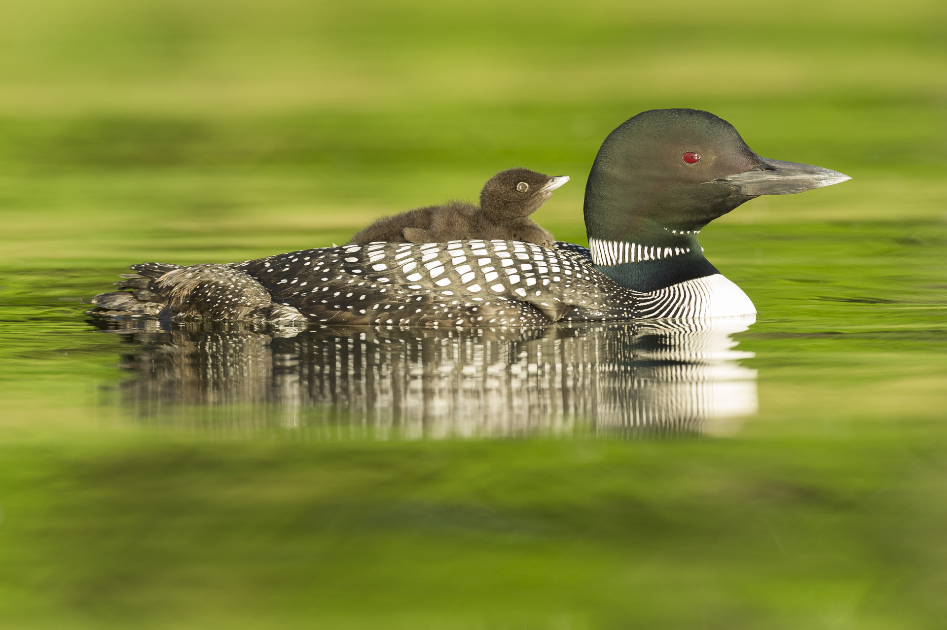 Lil' hitchhiker: common loon