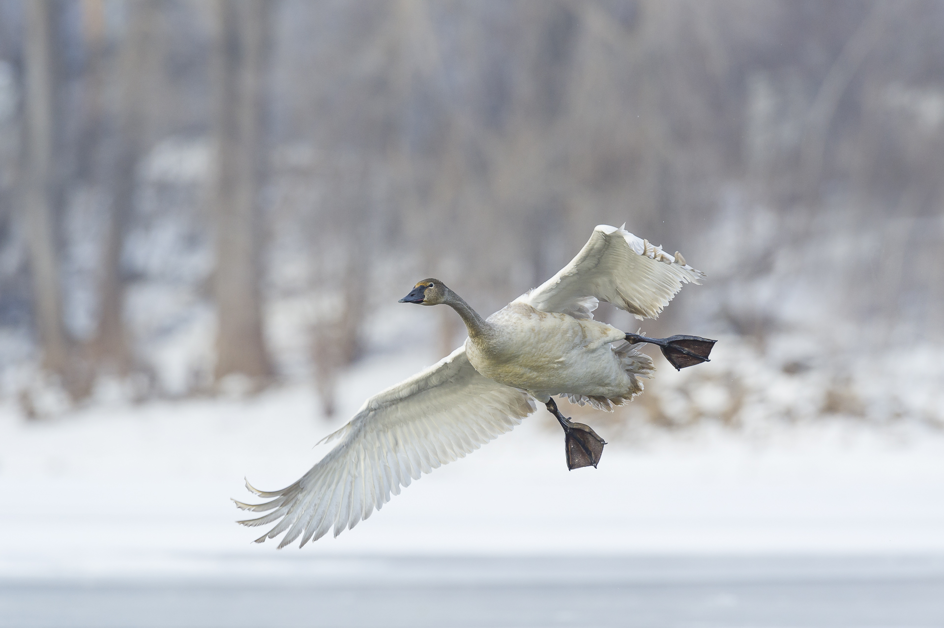 Immature swan landing on the St. Croix River