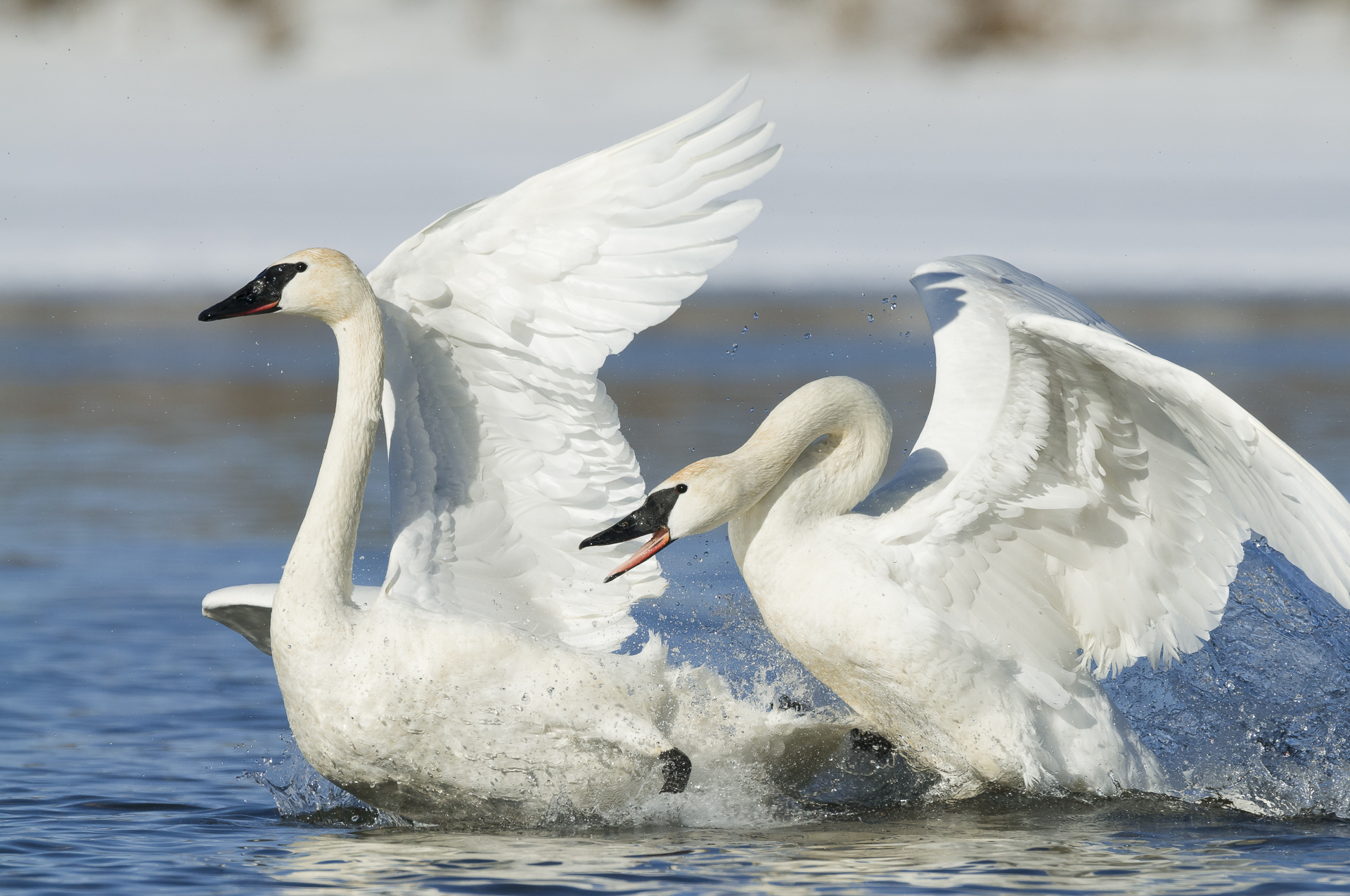 Territorial fight