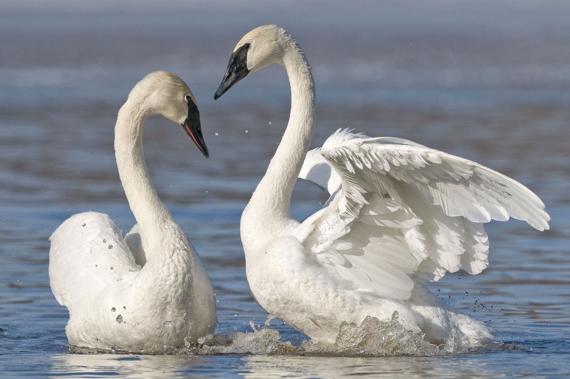 Courtship display