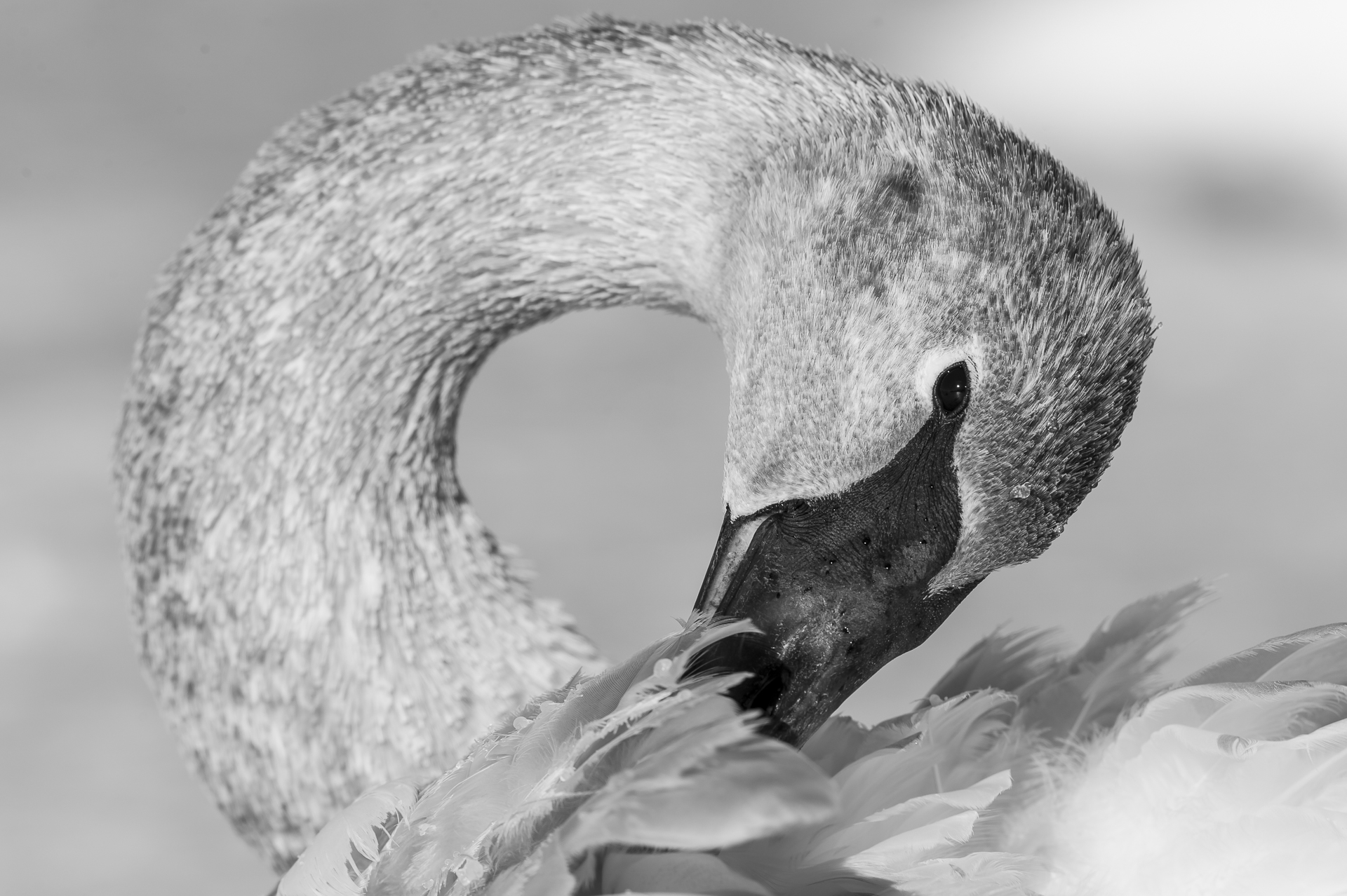 Immature swan grooming