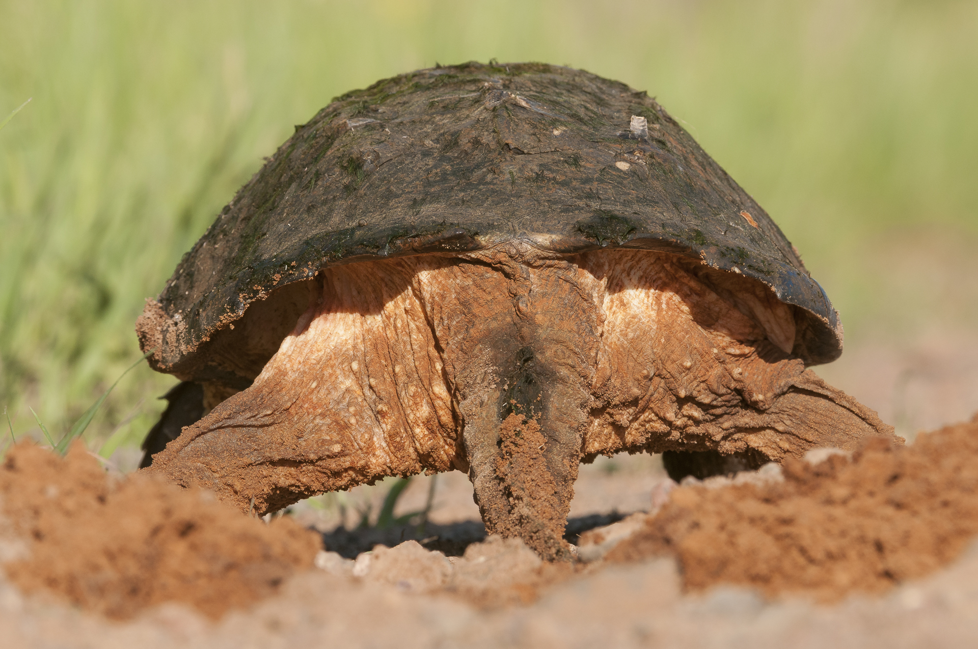 Female snapping turtle laying eggs