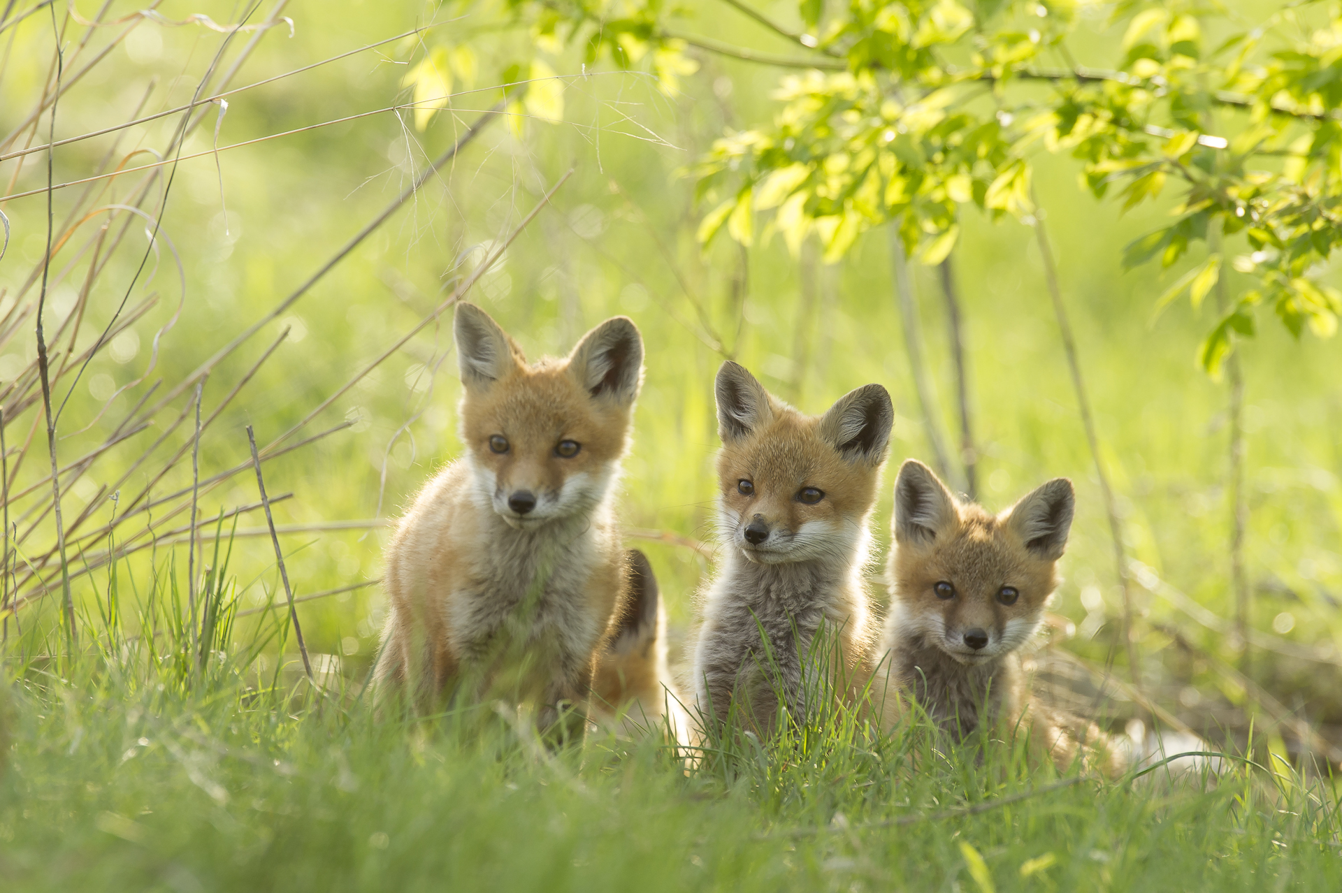 Red fox kits