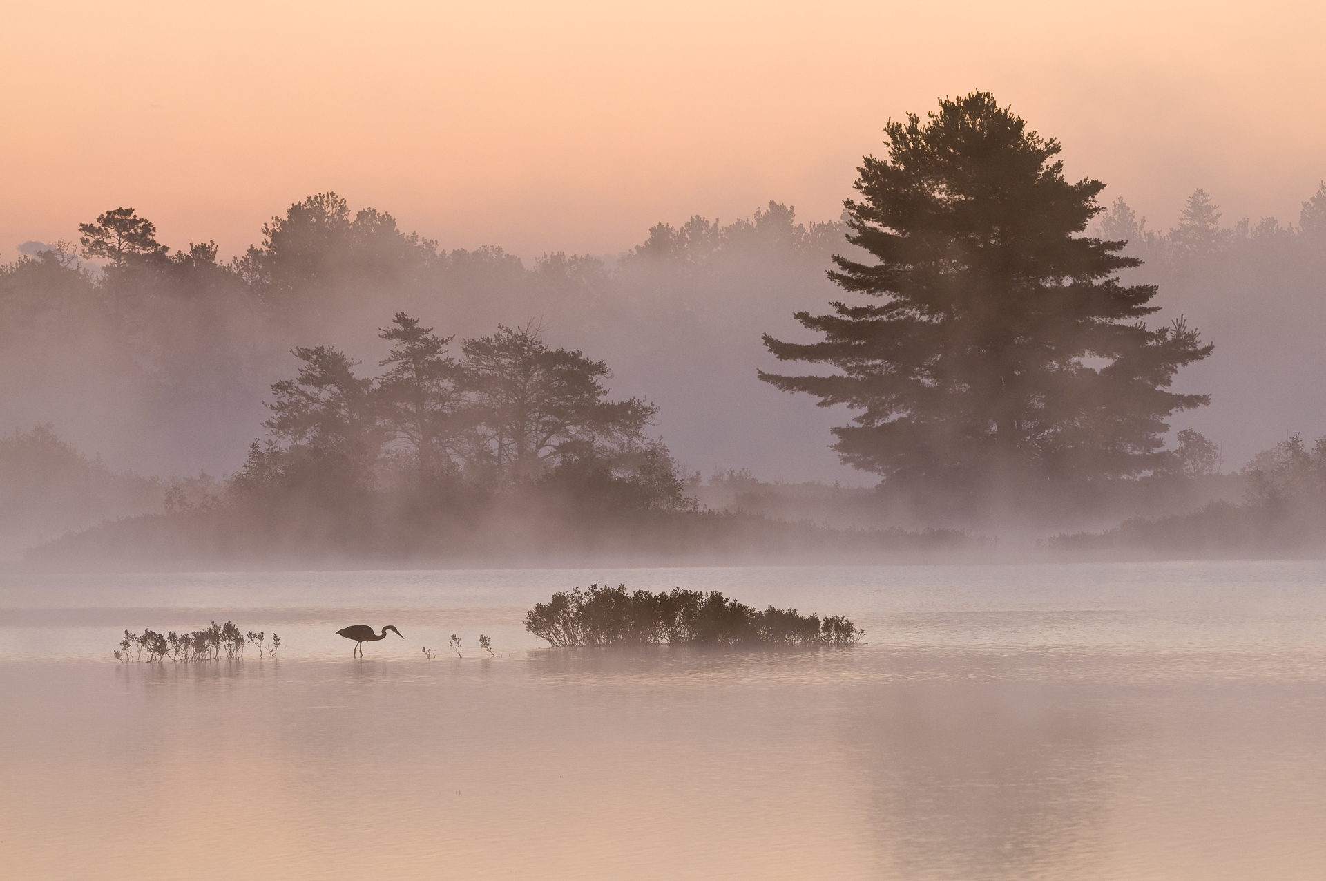 Heron at sunrise