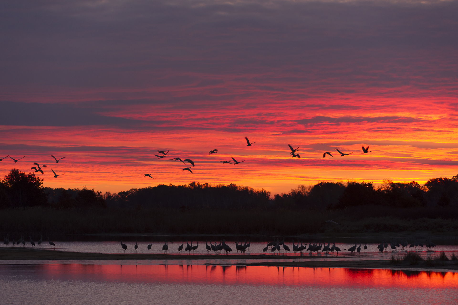 Sandhill cranes lift off at sunrise