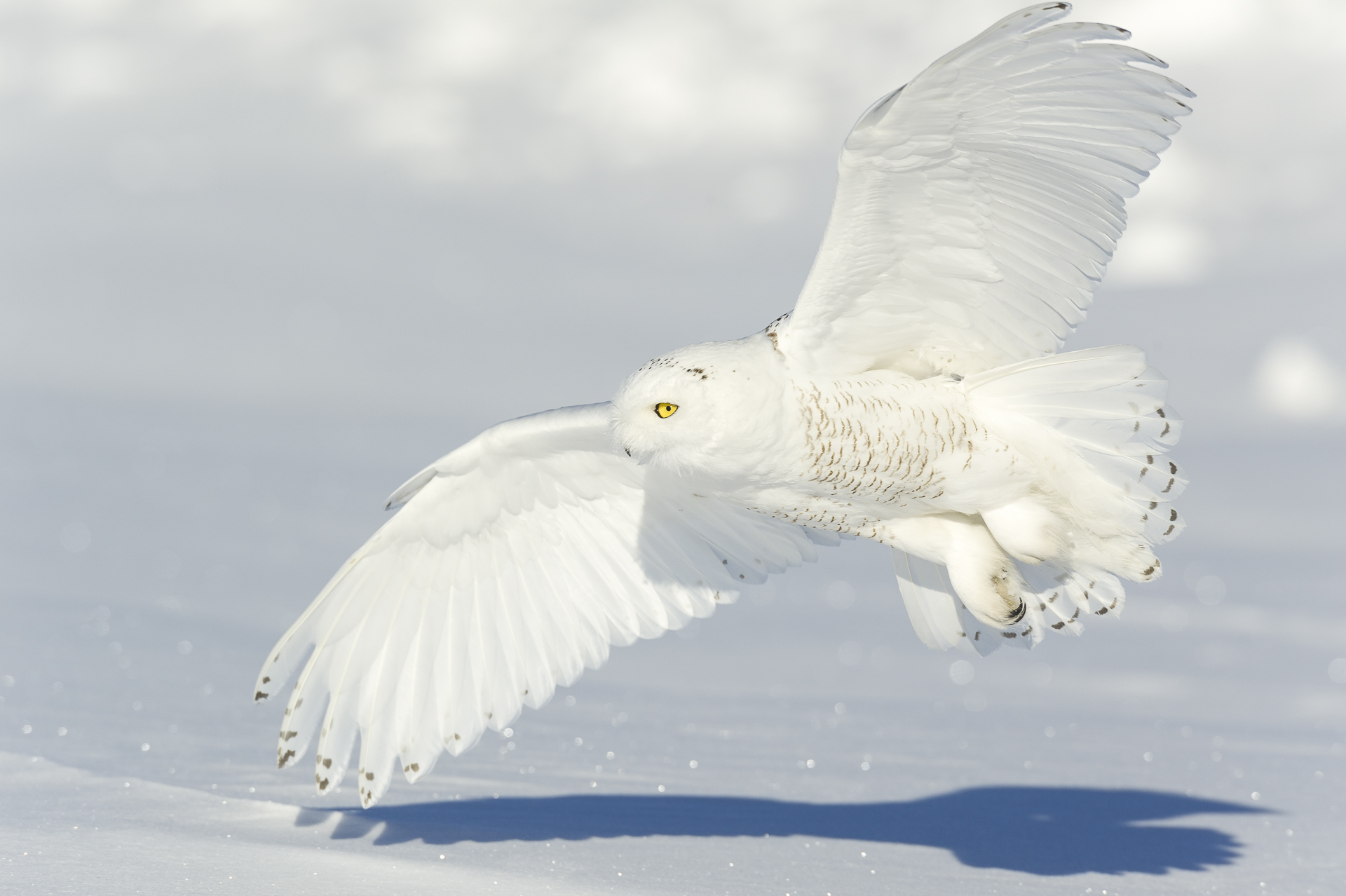 White on white: snowy owl