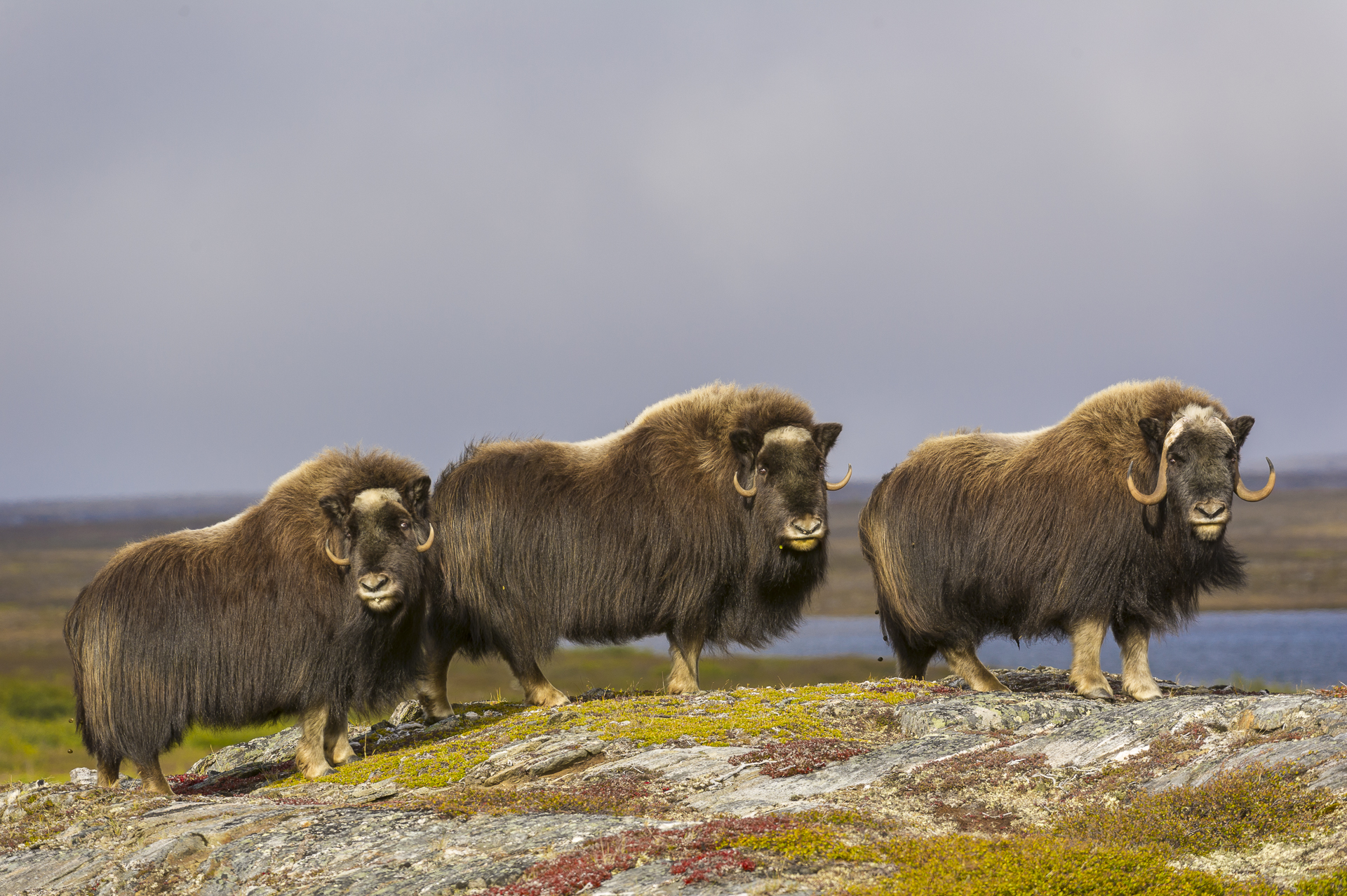 Muskoxen cresting a ridge